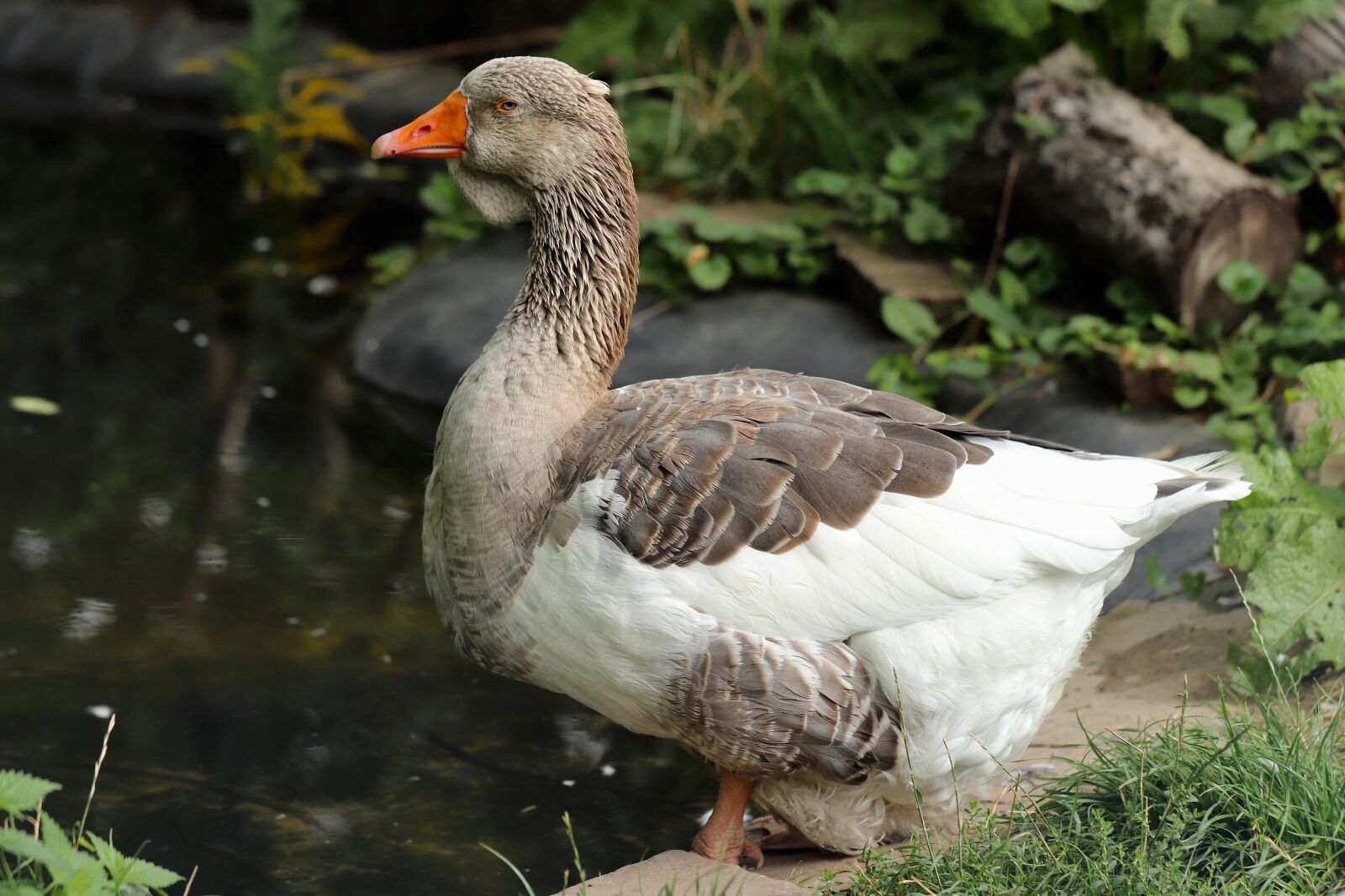 Canon EOS 800D (EOS Rebel T7i / EOS Kiss X9i) sample photo. Goose, ganter, pet photography