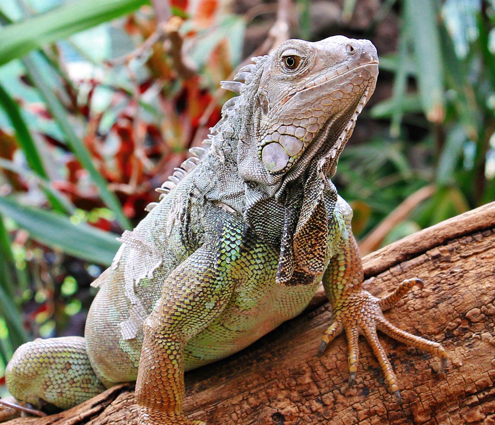 Canon EOS 550D (EOS Rebel T2i / EOS Kiss X4) sample photo. Iguana, reptile, zoo photography