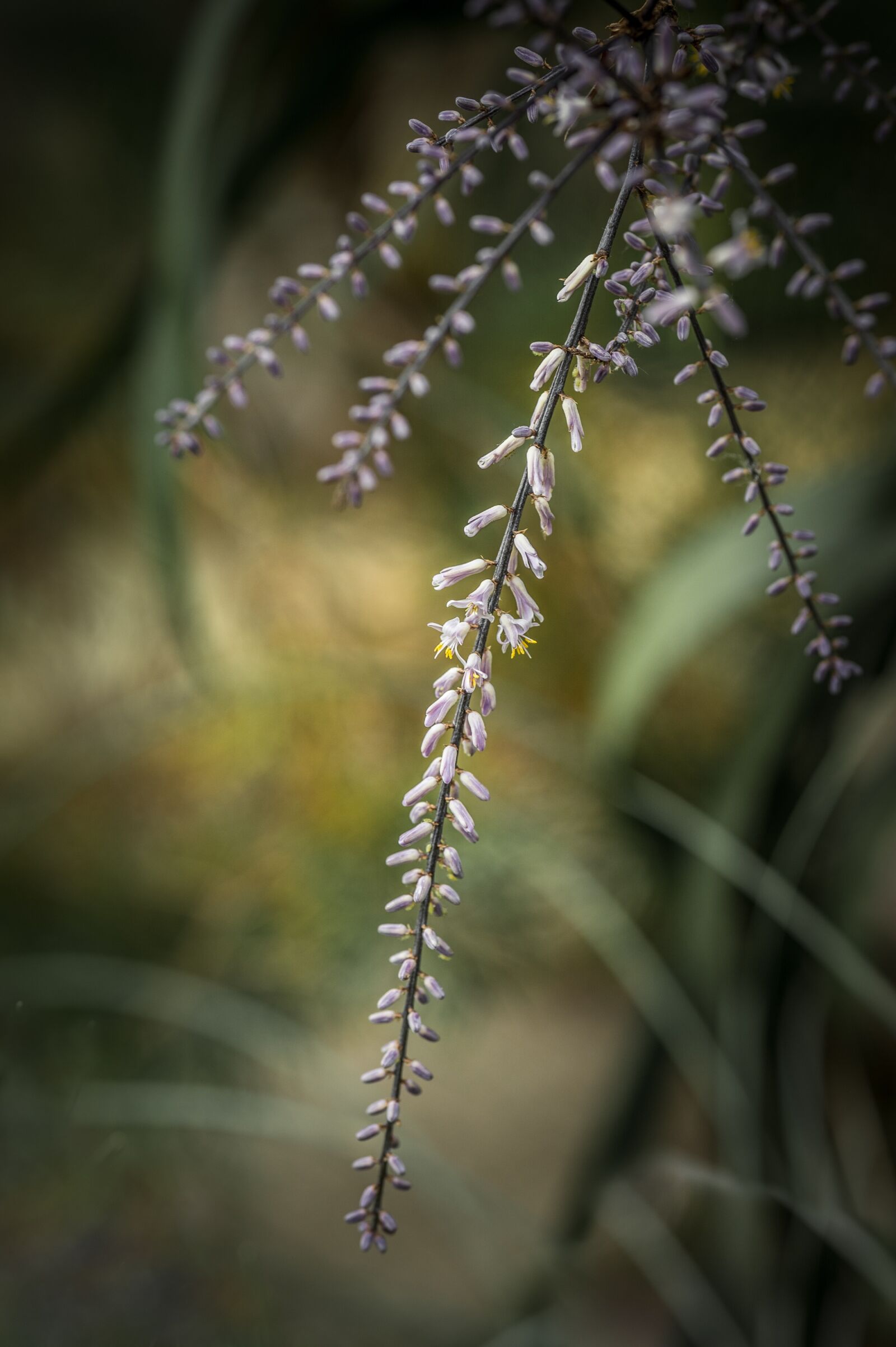 Nikon Z6 sample photo. Flower, garden, nature photography