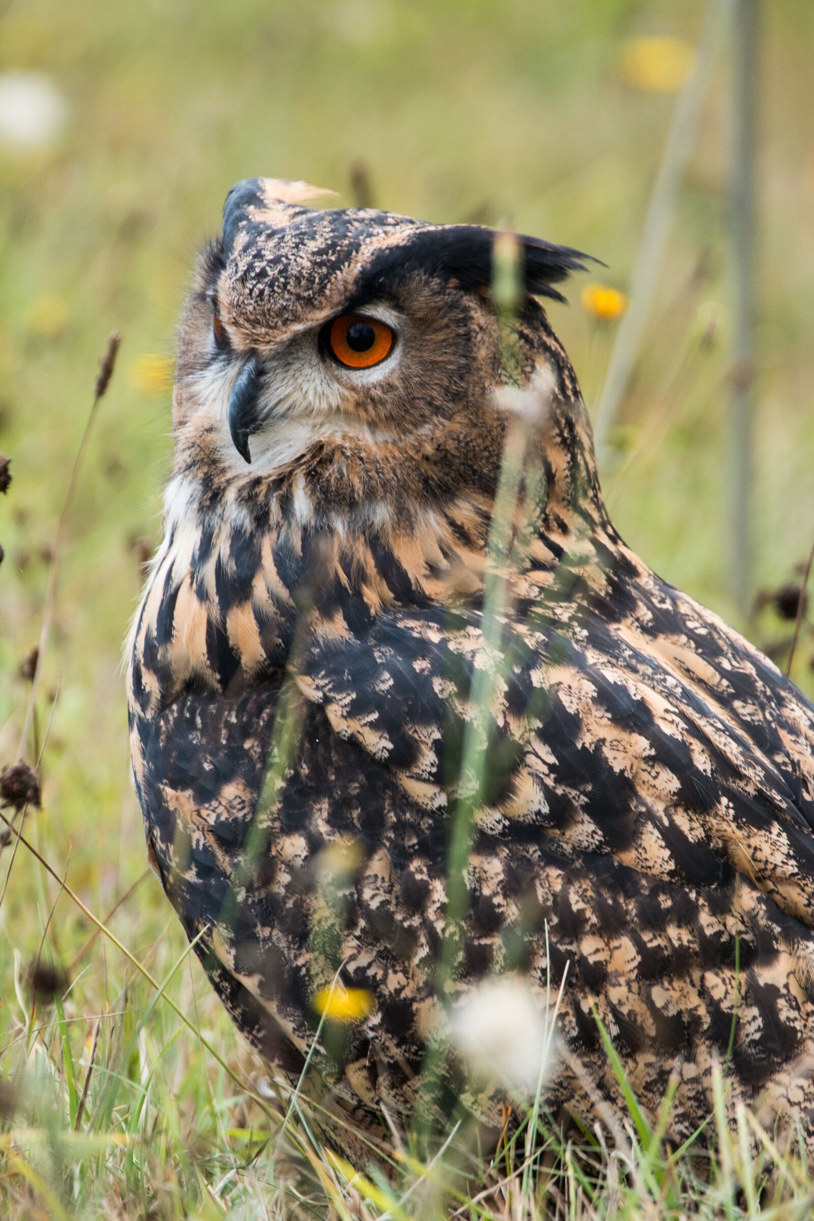 150-600mm F5-6.3 DG OS HSM | Contemporary 015 sample photo. Eagle owl, bubo bubo photography