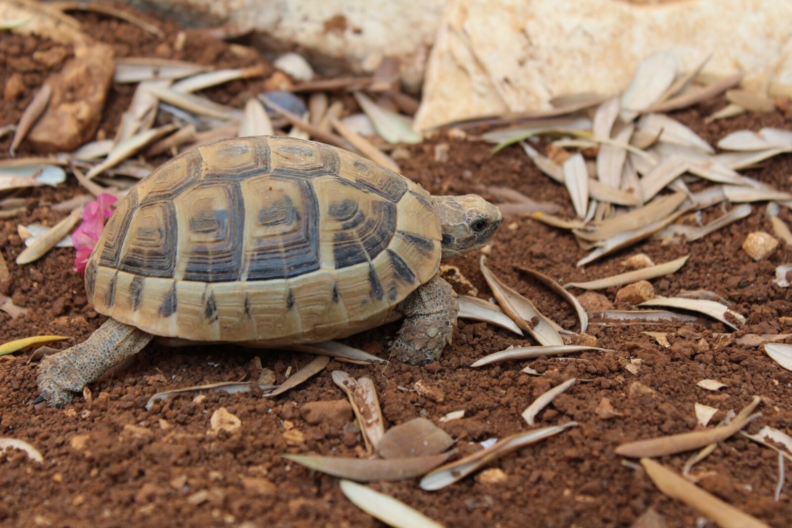 Canon EOS 1200D (EOS Rebel T5 / EOS Kiss X70 / EOS Hi) sample photo. Turtle, dirt, reptile photography