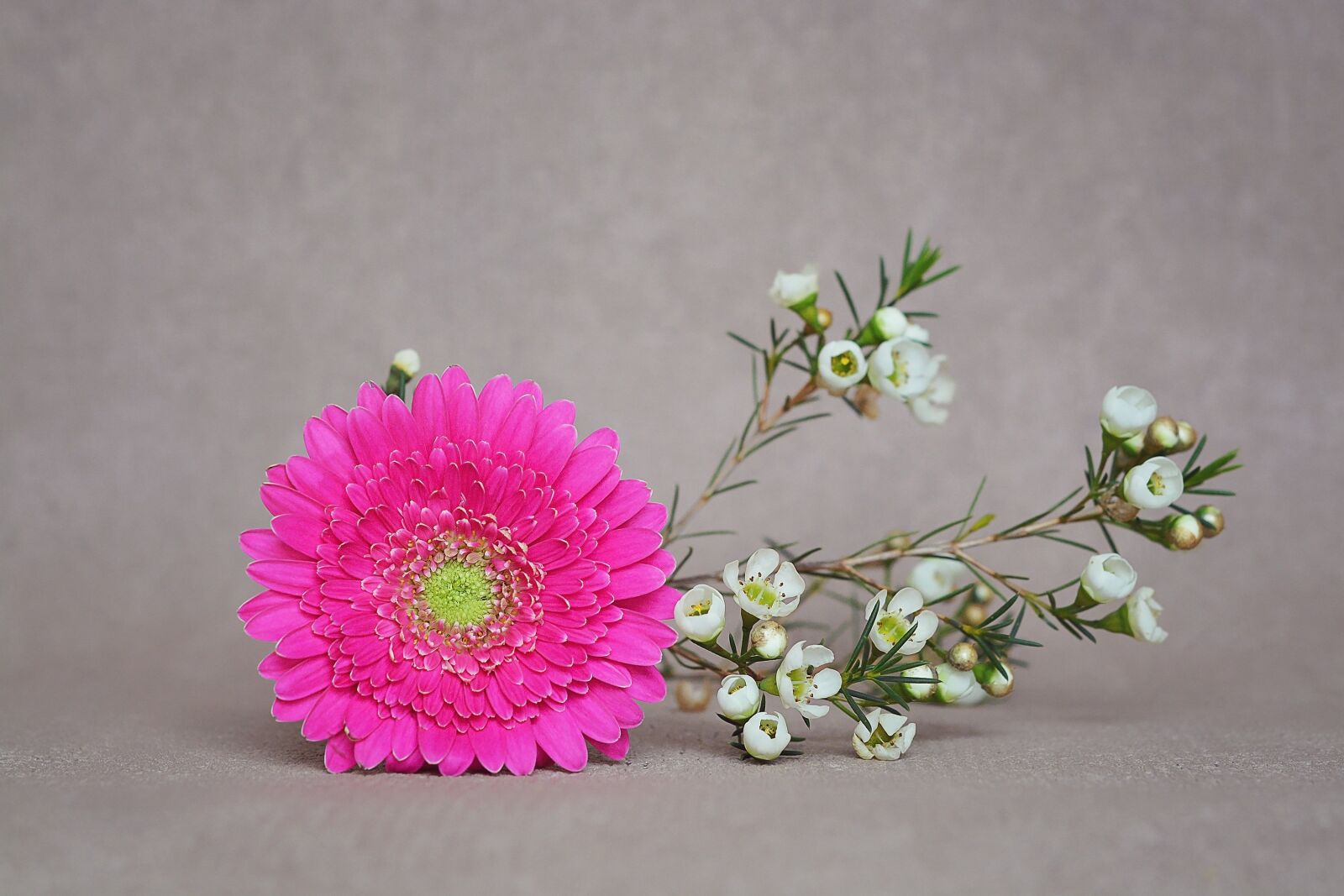 Nikon D7100 sample photo. Gerbera, frangipani, blossom photography