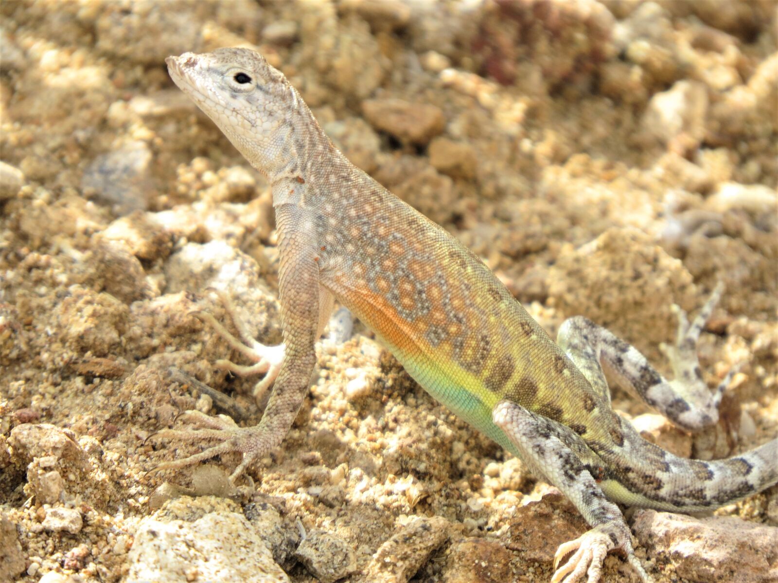 Canon PowerShot SX50 HS sample photo. Reptile, lizard, colorful photography