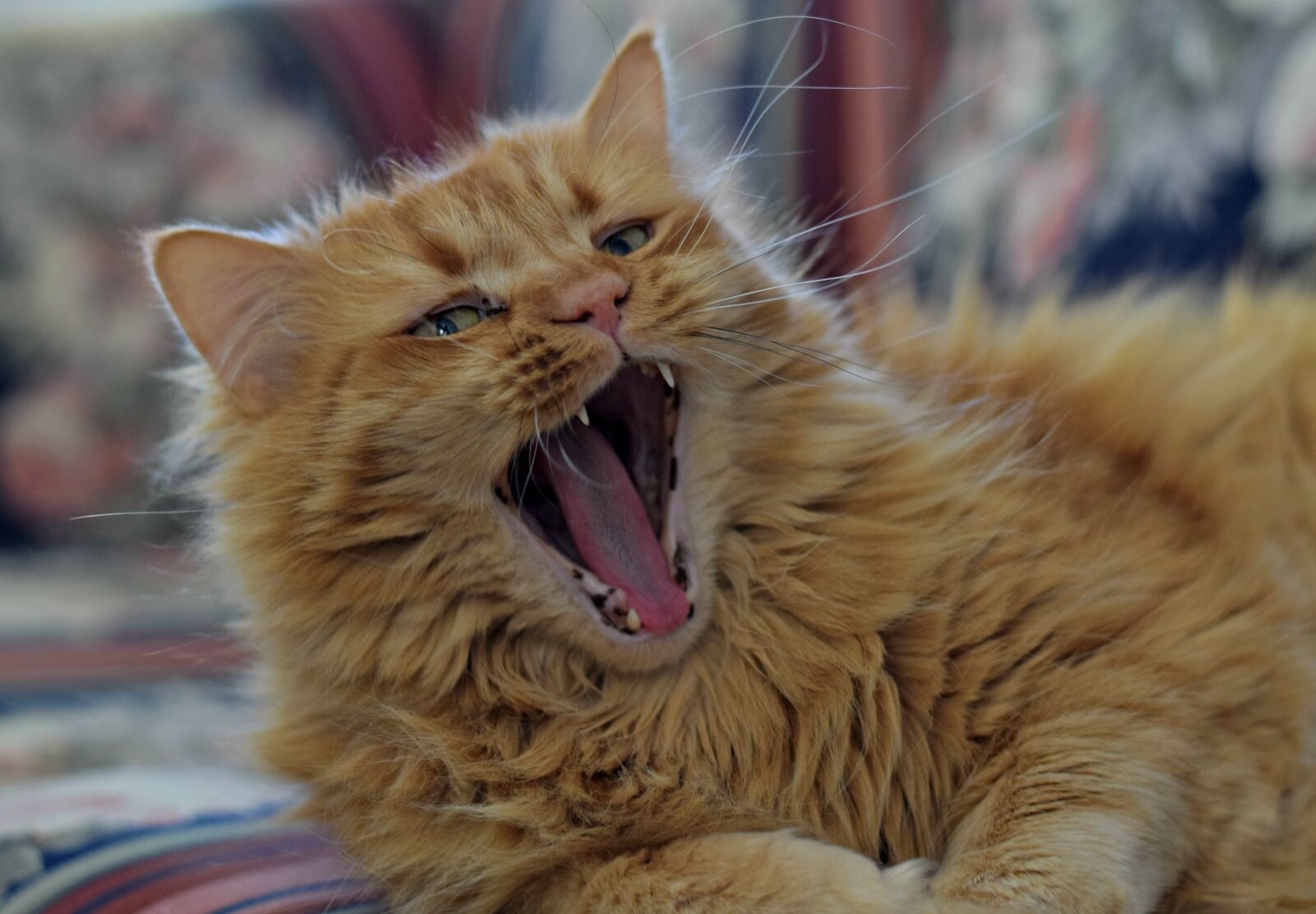 Nikon D3300 sample photo. Cat, feline, ginger photography