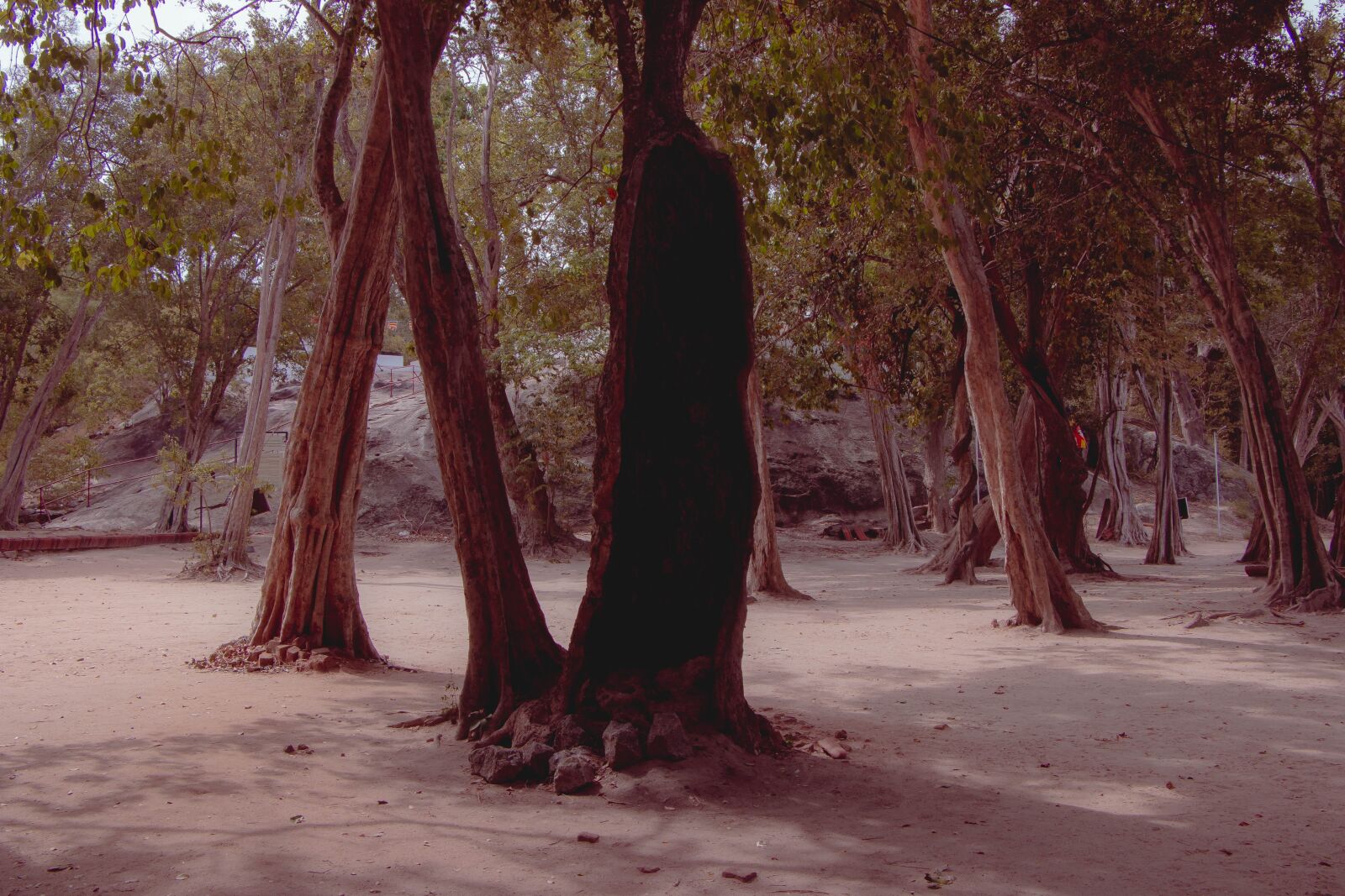 Canon EOS 70D sample photo. Trees, body, bark photography