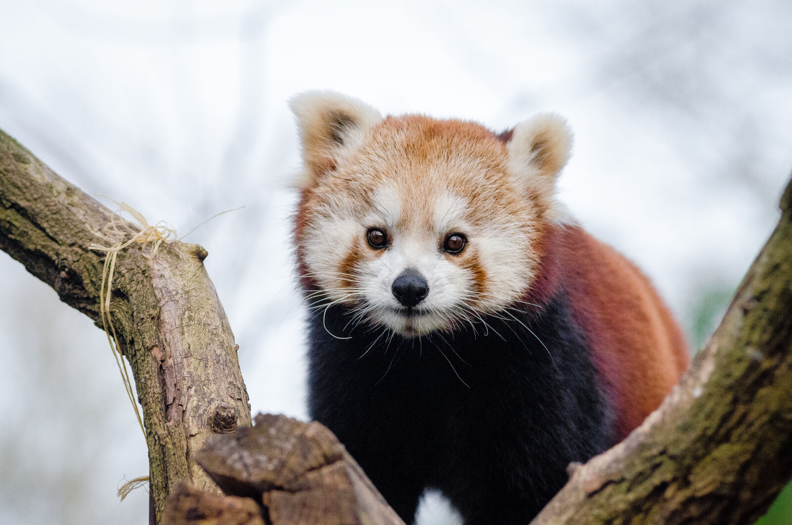 AF Zoom-Nikkor 80-200mm f/2.8 ED sample photo
