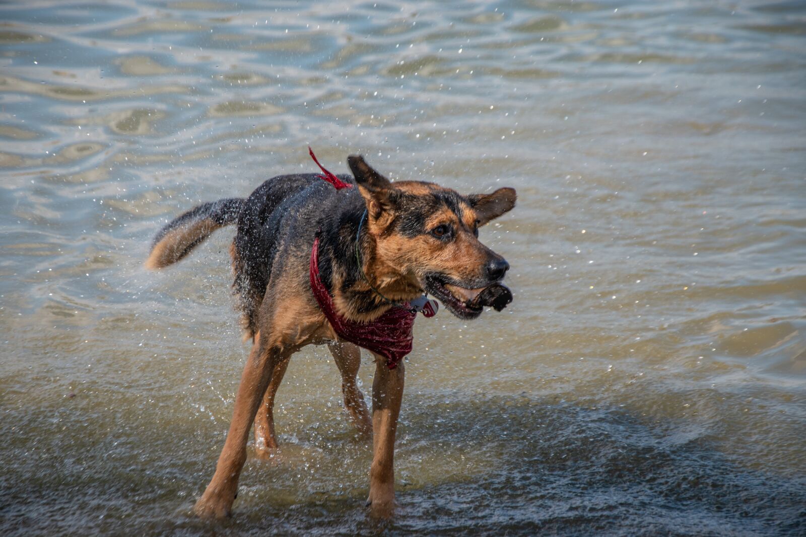 Nikon D5600 sample photo. Dog, water, nature photography