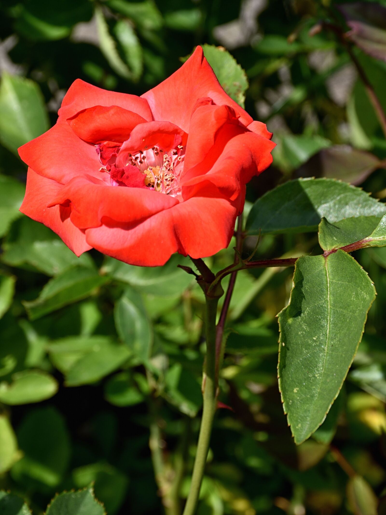 Nikon D5500 sample photo. Rose, blossom, bloom photography