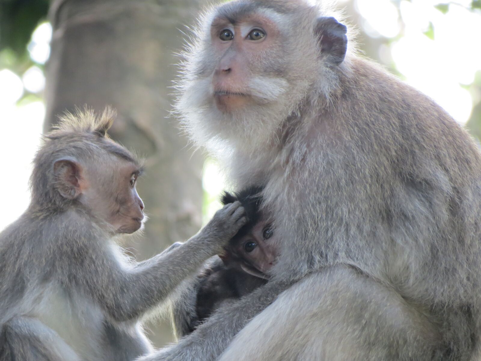 Canon PowerShot SX40 HS sample photo. Monkey, indonesia, bali photography