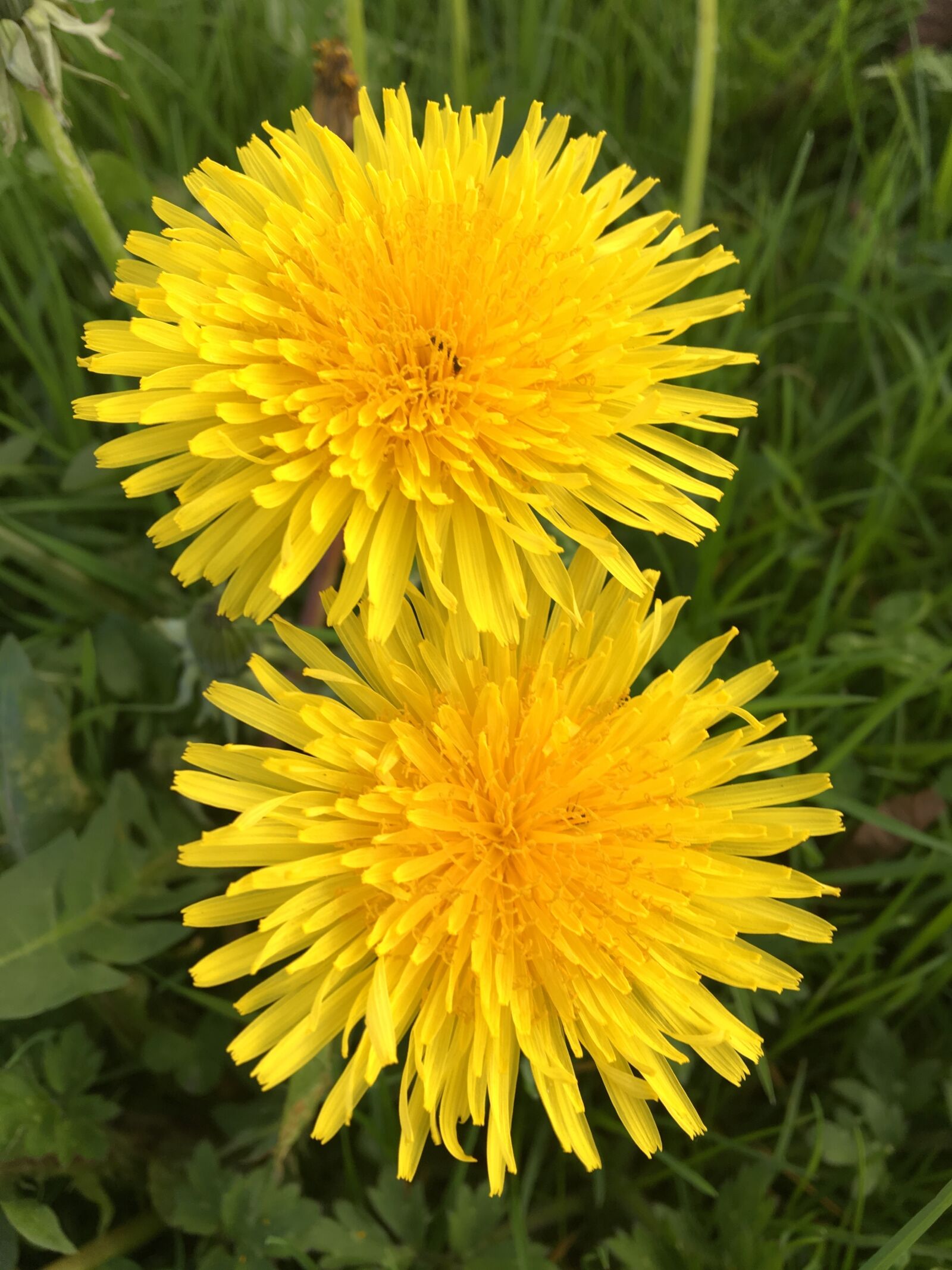 Apple iPhone 6s sample photo. Nature, flower, summer photography