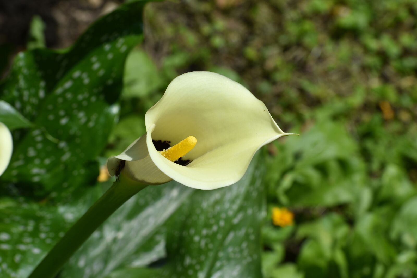 Nikon D3500 sample photo. Flowers, spring, flora photography