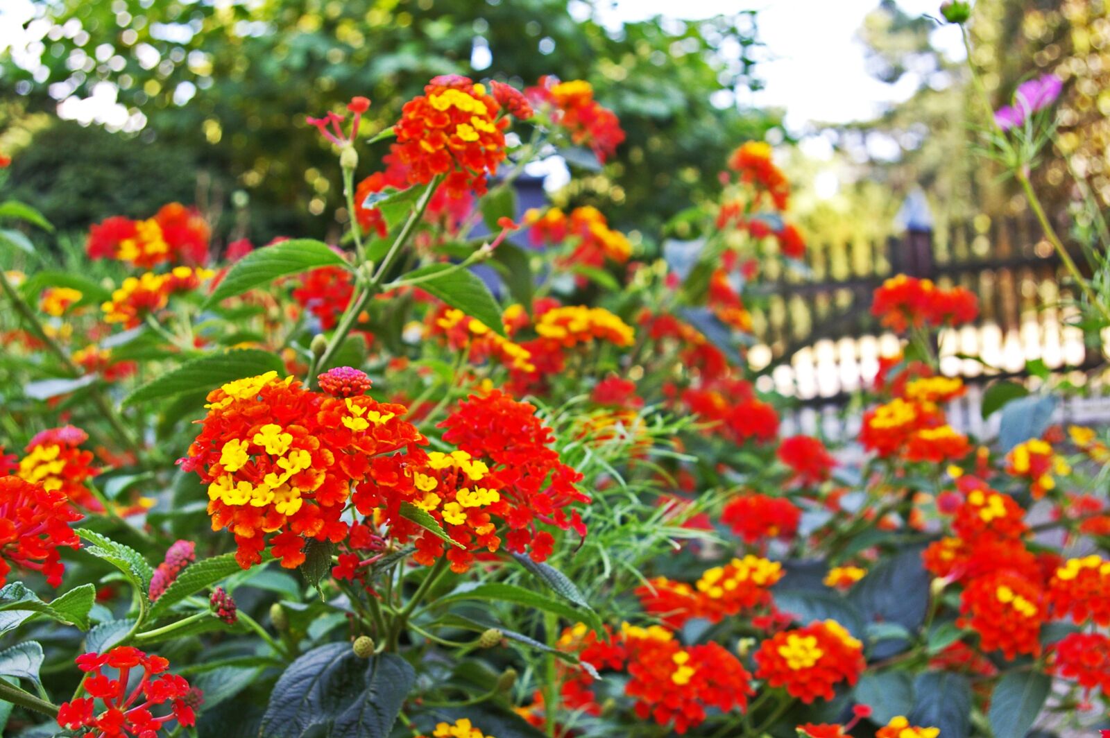 Pentax *ist DL2 sample photo. Lantana, summer flower, plant photography