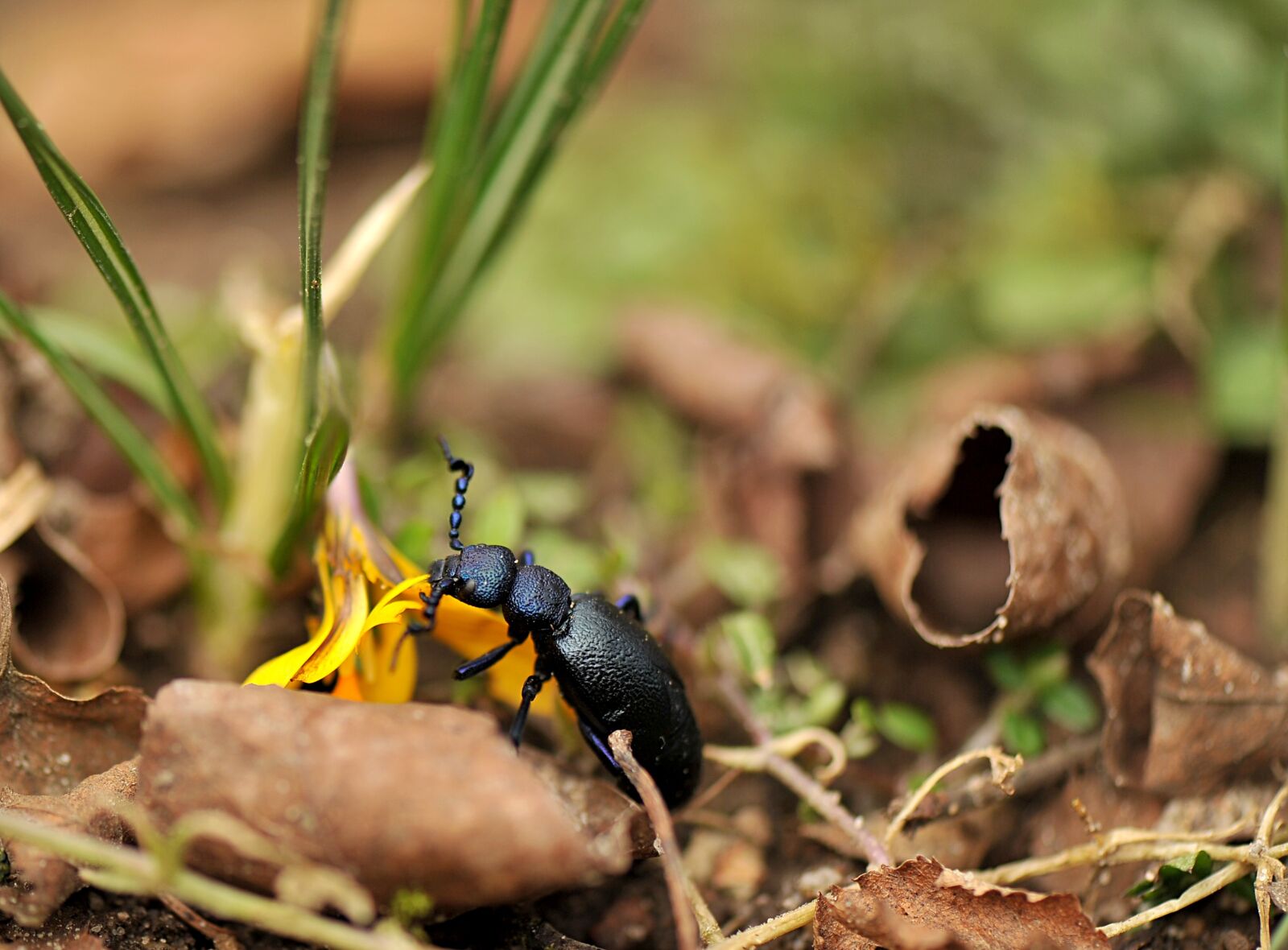 Nikon D3S sample photo. Small, nature, insect photography