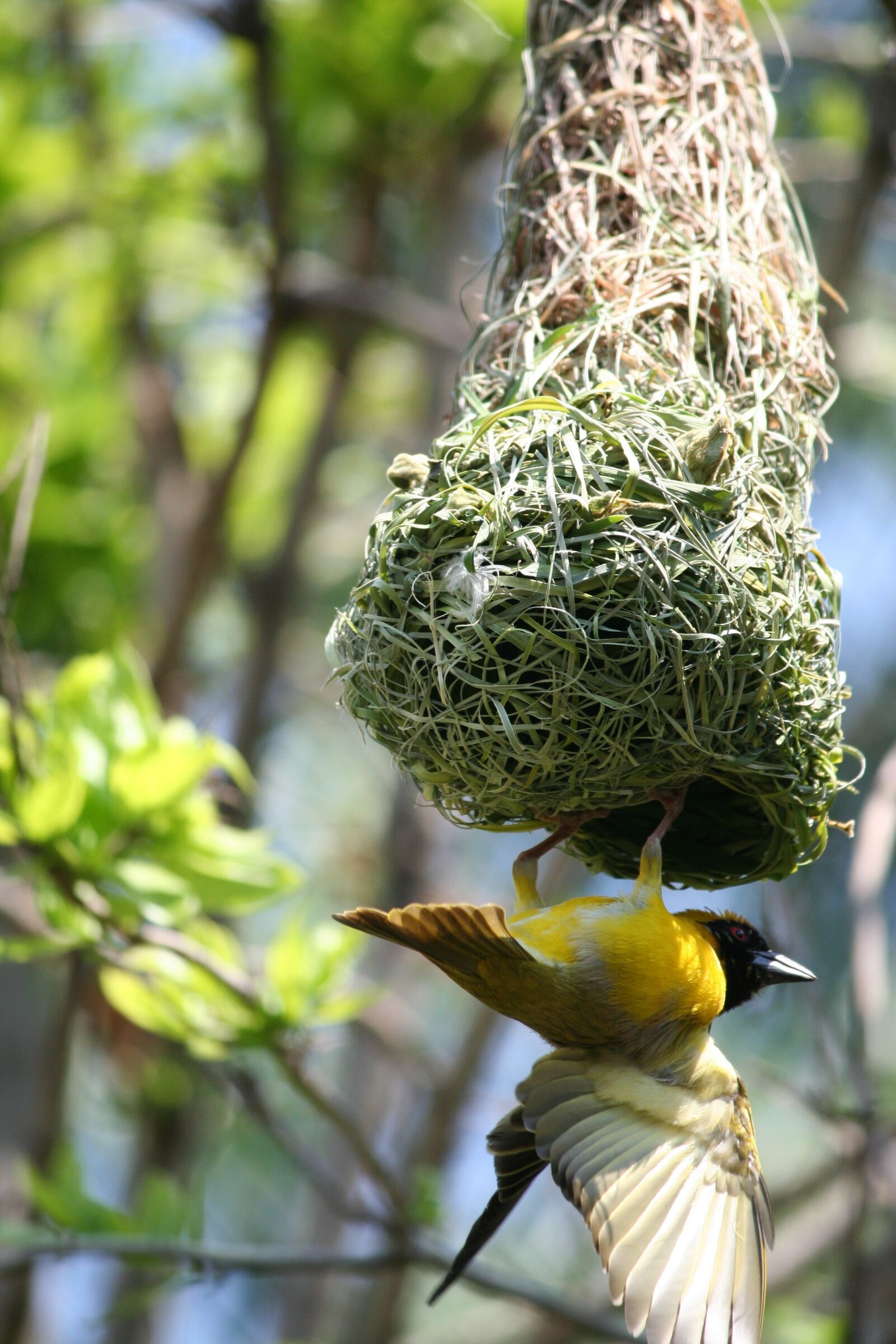 Canon EOS 350D (EOS Digital Rebel XT / EOS Kiss Digital N) sample photo. Animal, bird, male weaver photography