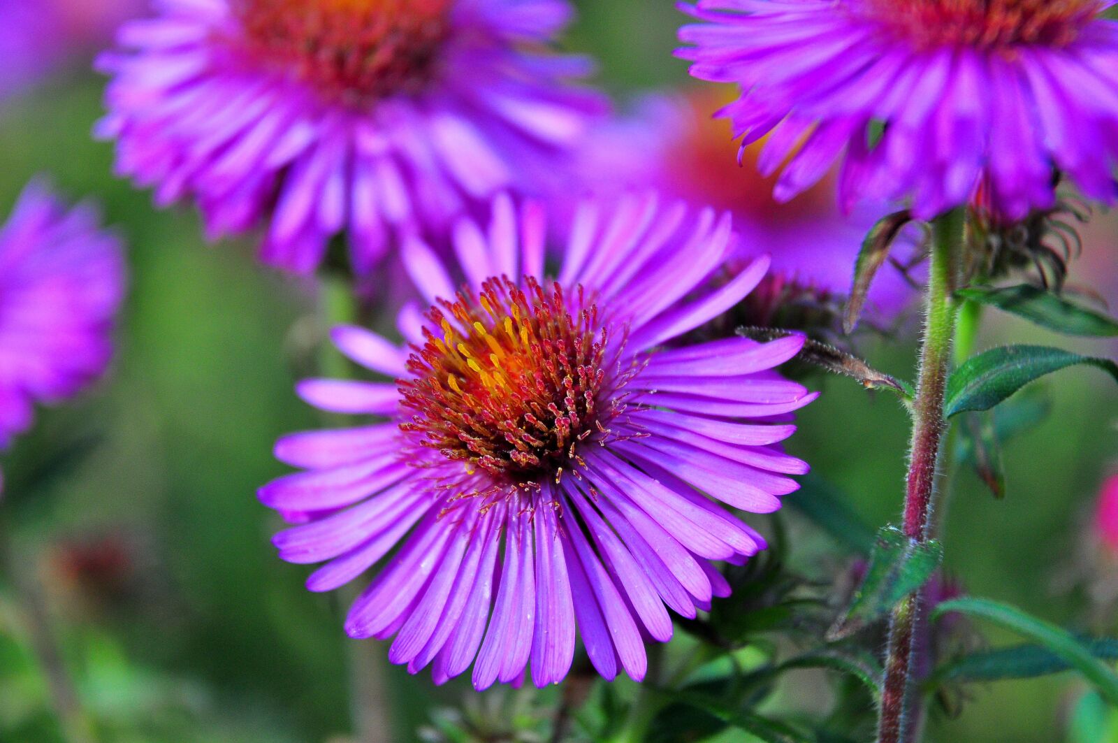 Nikon D5000 sample photo. Blossom, bloom, purple photography