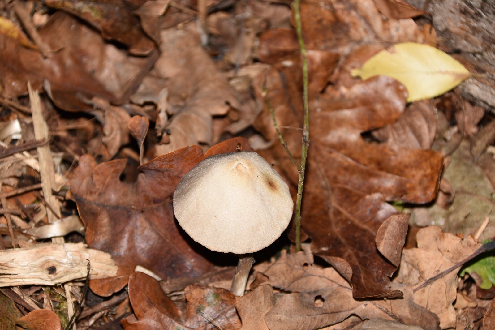 Nikon D5500 sample photo. Fungus, forest, wood photography
