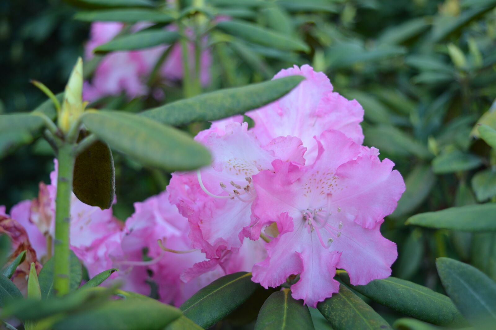 Nikon D3200 sample photo. Rhododendron, flower, garden photography