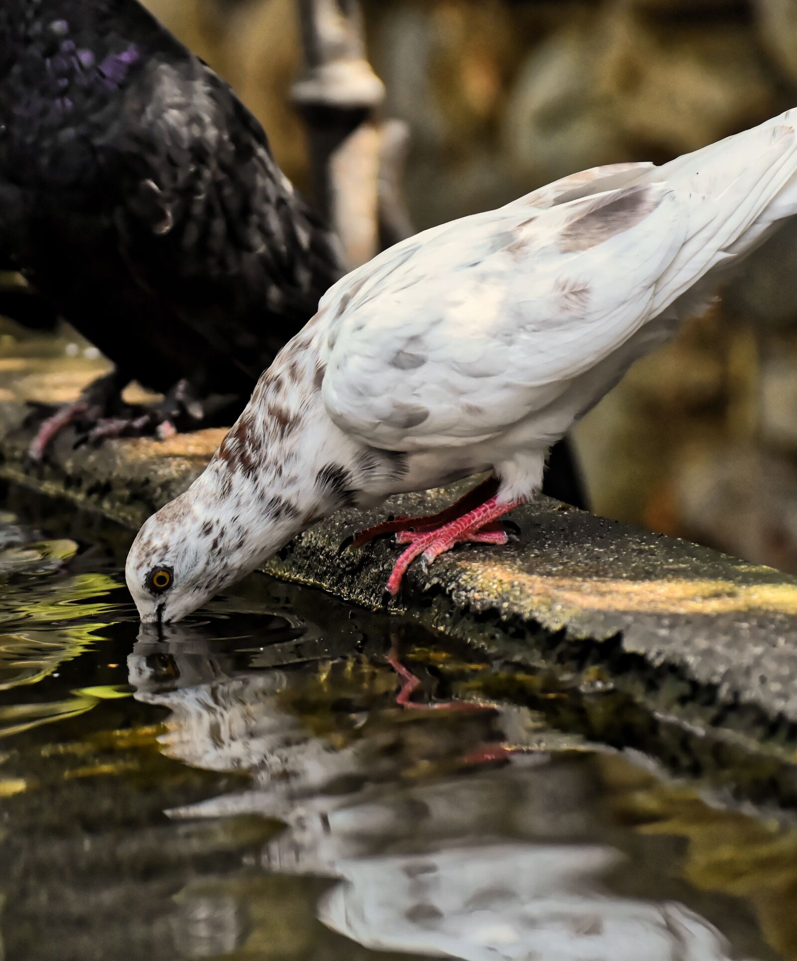 Nikon D7200 sample photo. Dove, watering hole, drink photography