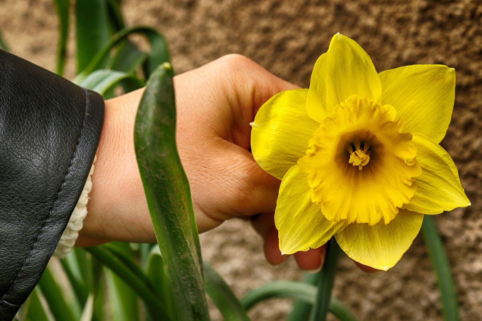 Canon EOS 7D Mark II sample photo. Nature, flower, flora photography