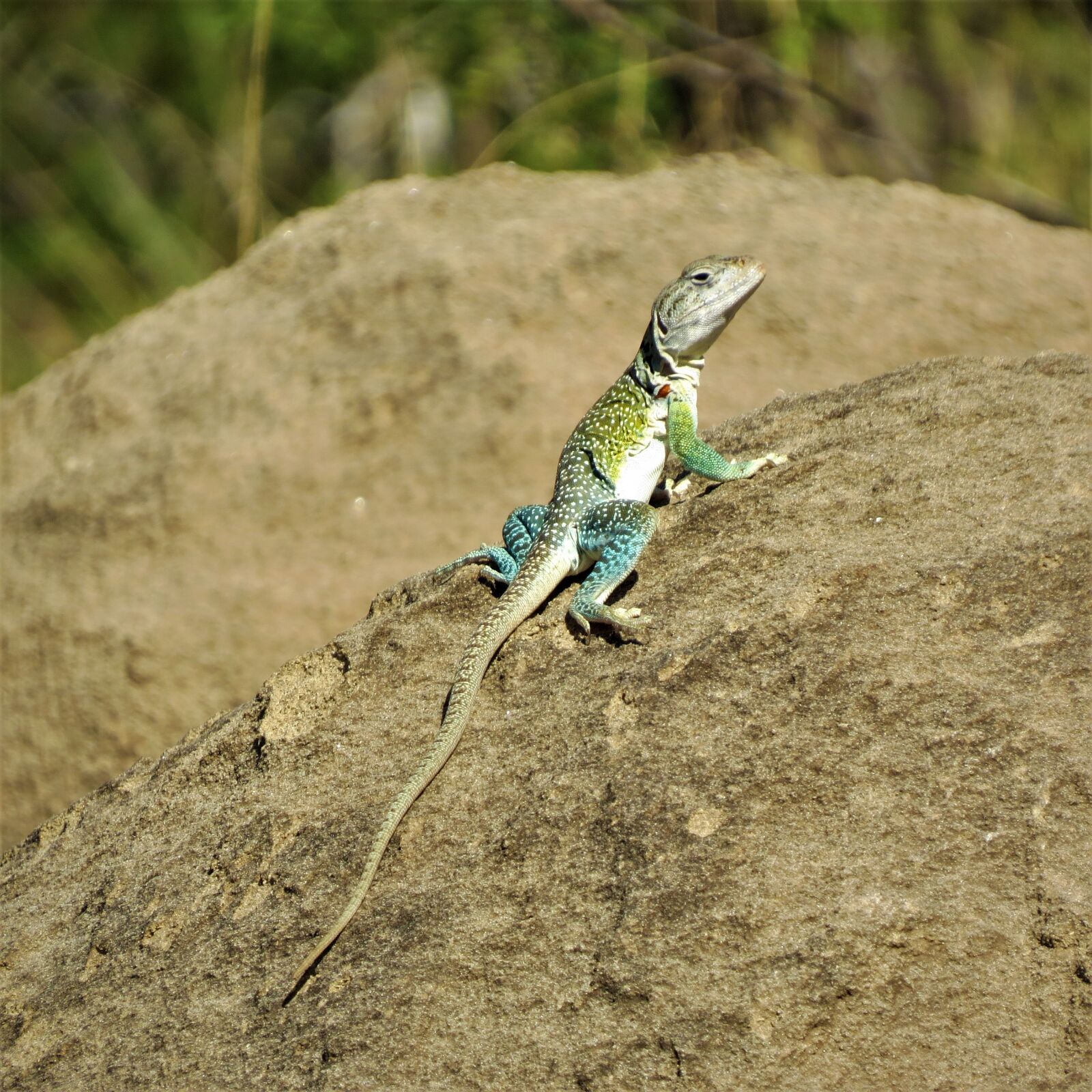 Canon PowerShot SX50 HS sample photo. Reptile, lizard, colorful photography