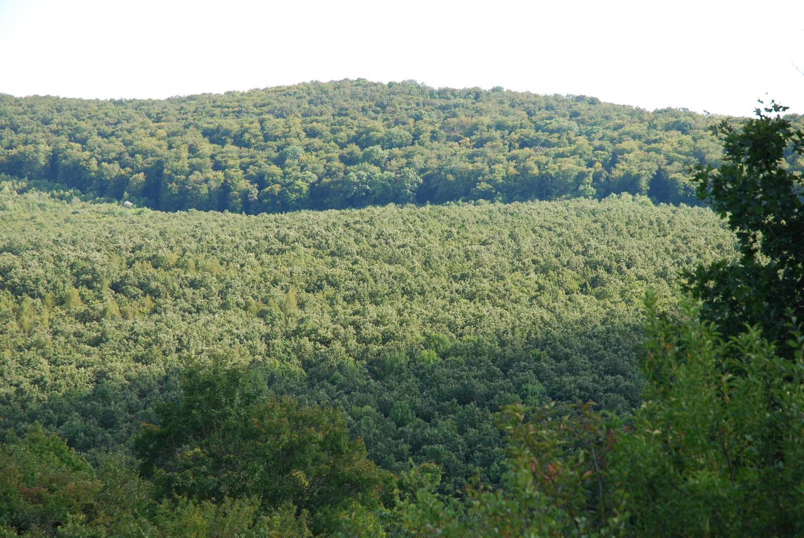 Nikon D80 sample photo. Forest, hill, summer photography