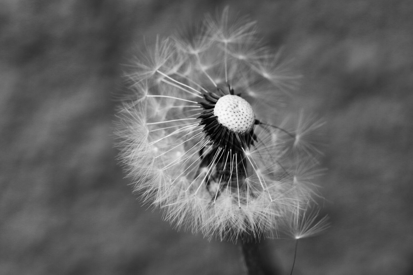 Canon EOS 7D Mark II sample photo. Dandelion, spring flower, flower photography