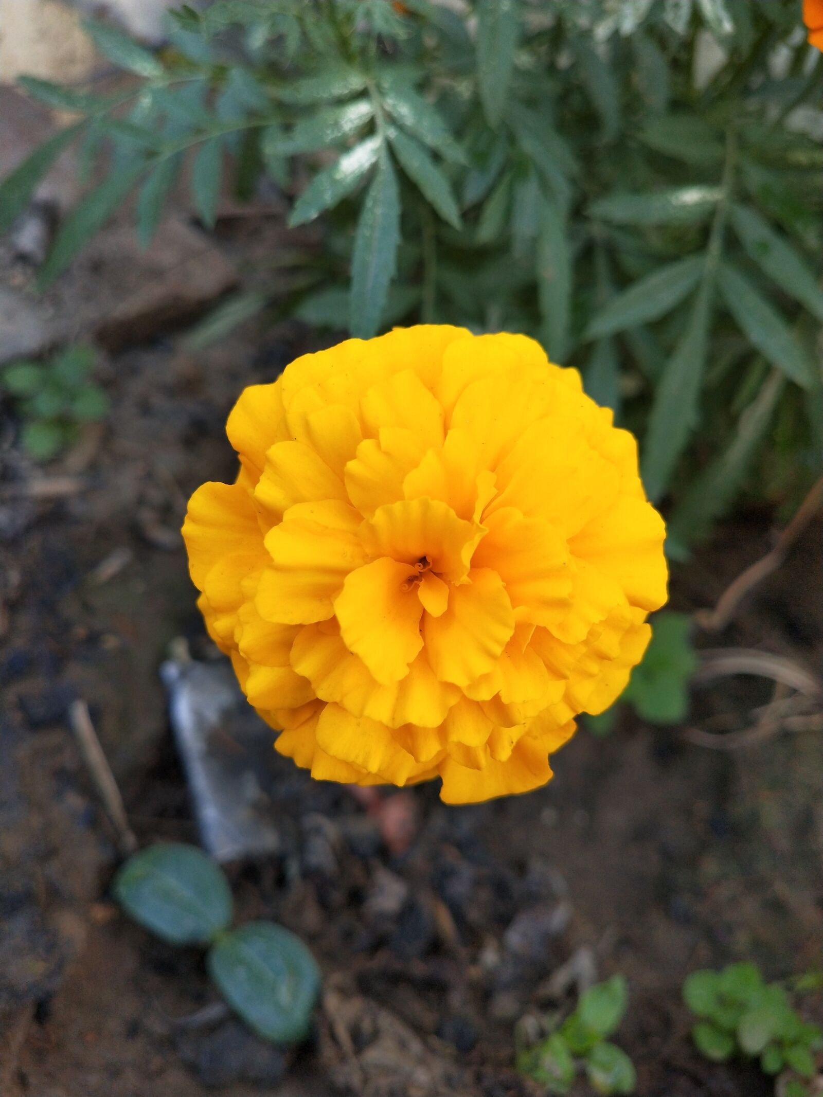 OPPO Realme 2 Pro sample photo. Flower, marigold flower, beautiful photography