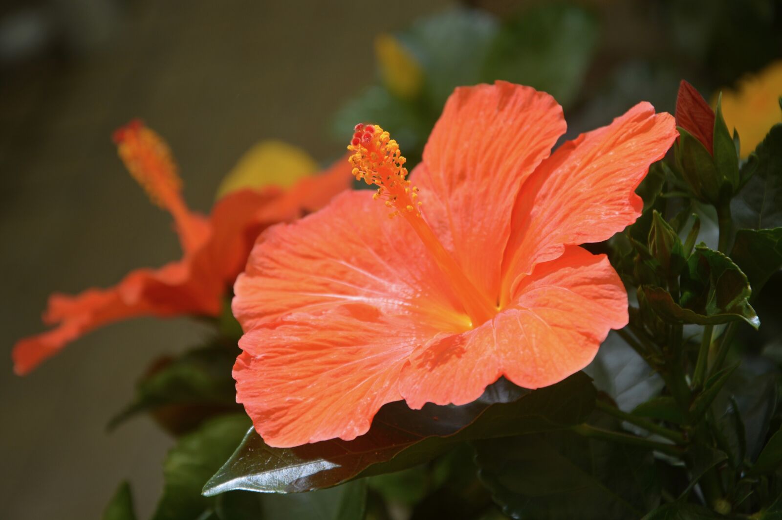 Nikon D5200 sample photo. Flower hibiscus, color orange photography