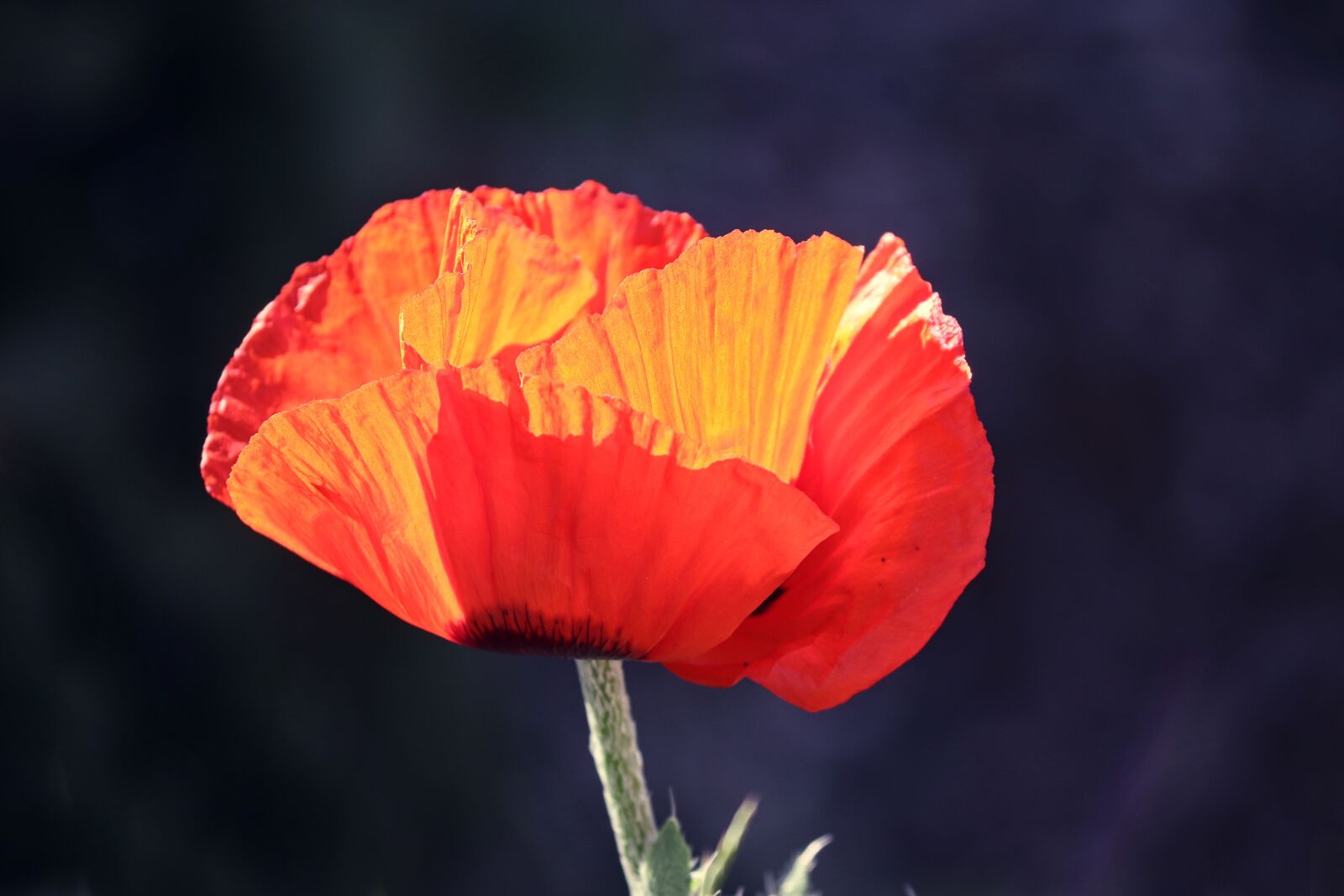 Canon EOS 200D (EOS Rebel SL2 / EOS Kiss X9) sample photo. Poppy, poppy flower, klatschmohn photography