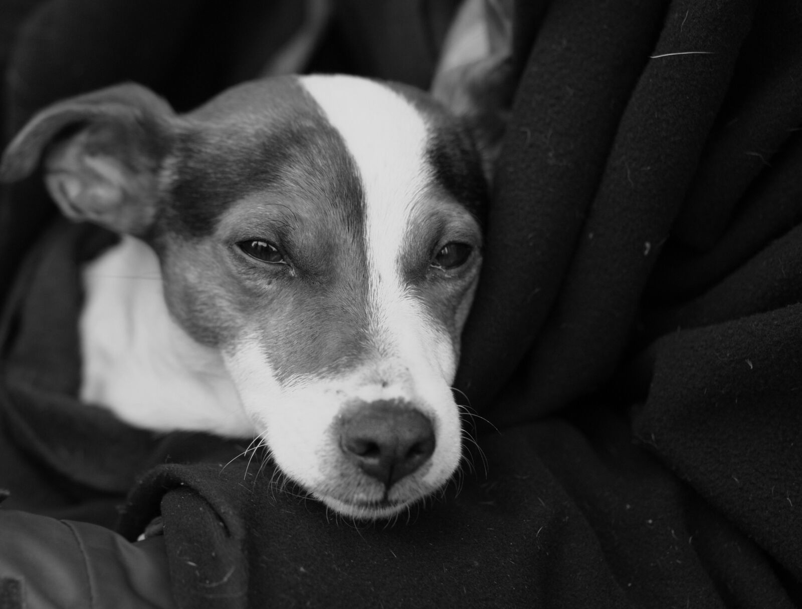 Sony Alpha DSLR-A200 sample photo. Dog, tramp, lap photography