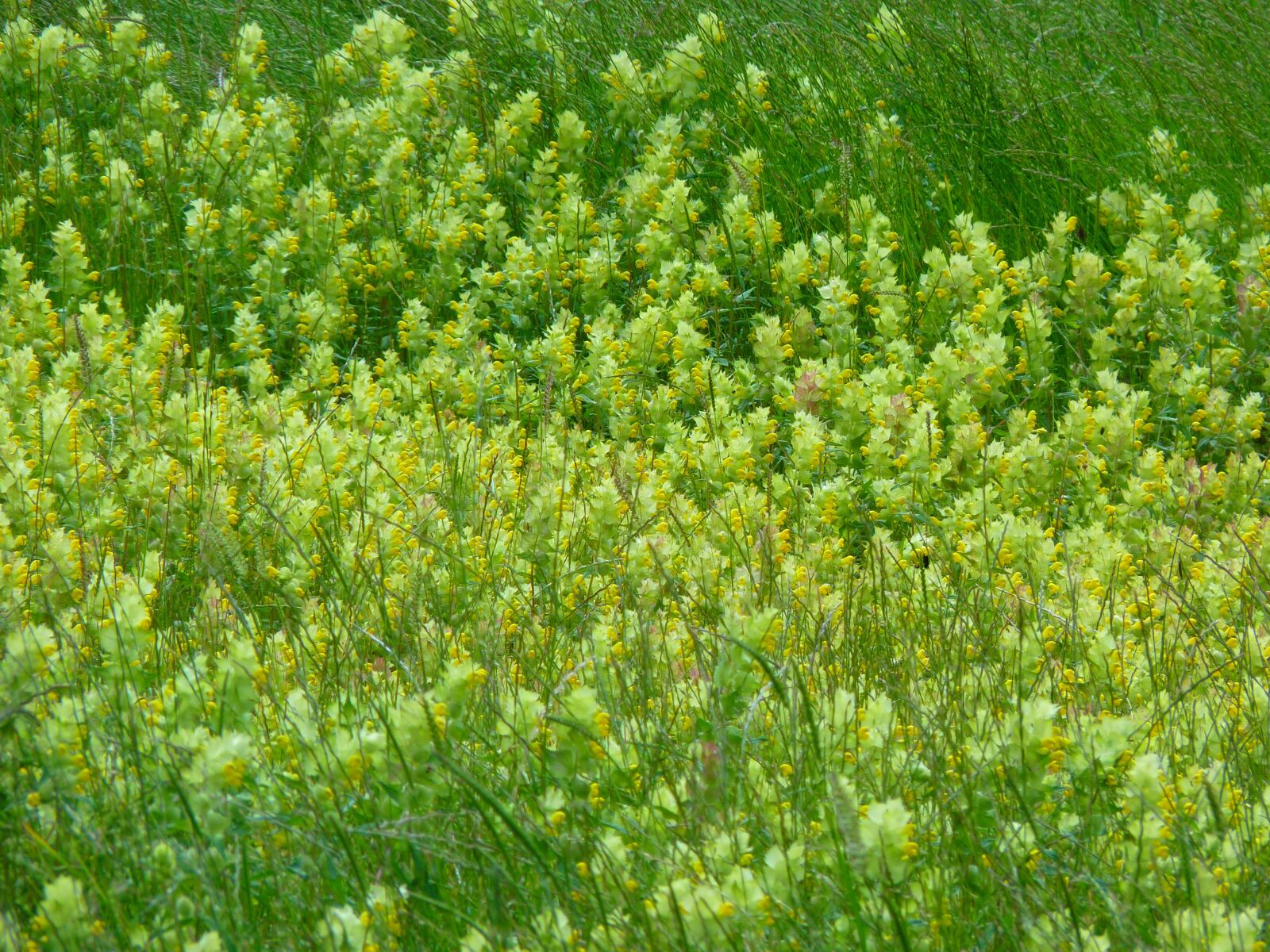 Panasonic Lumix DMC-FZ35 (Lumix DMC-FZ38) sample photo. Angustifolius, flower, yellow photography
