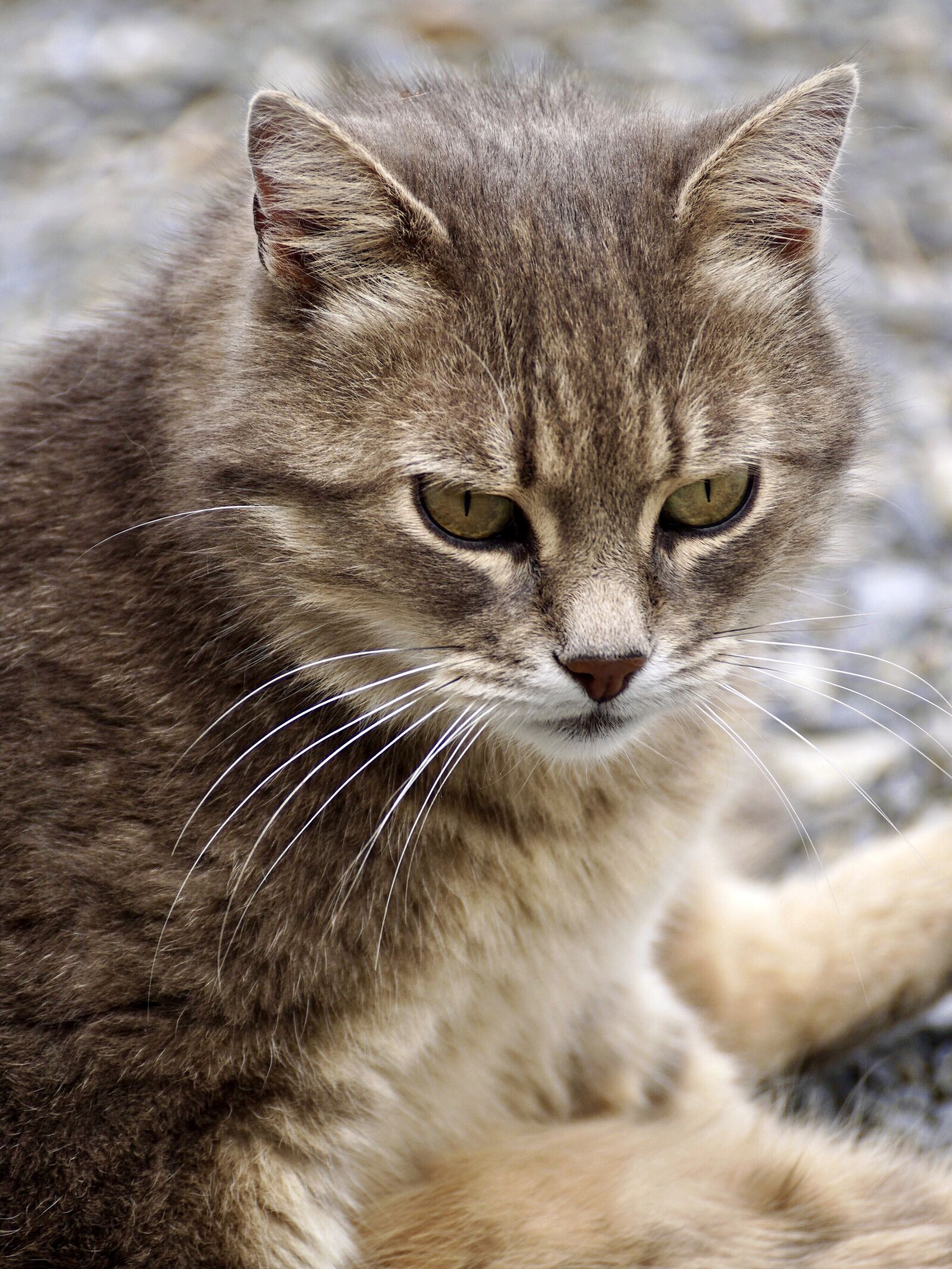 Sony DT 55-300mm F4.5-5.6 SAM sample photo. Cat, domestic cat, animal photography