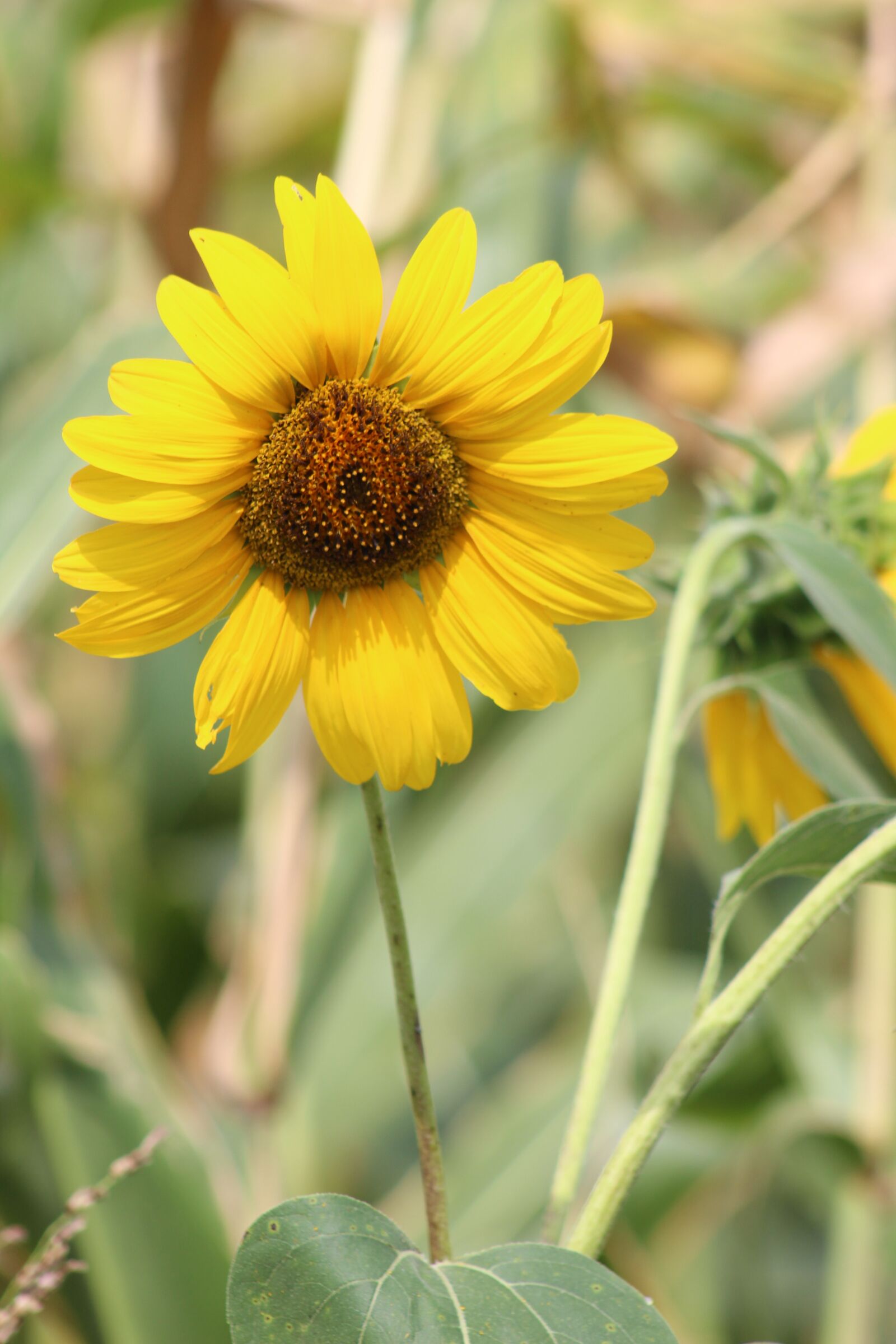 Canon EOS 1300D (EOS Rebel T6 / EOS Kiss X80) sample photo. Flower, sunflower, summer photography