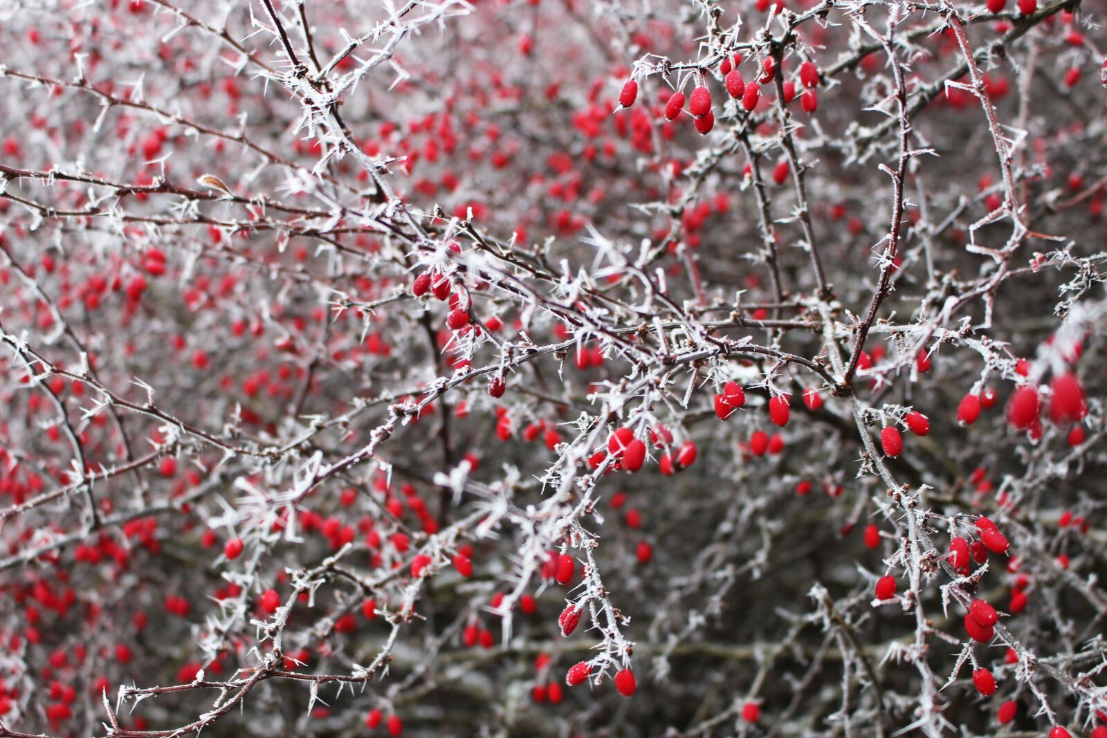 Canon EOS 100D (EOS Rebel SL1 / EOS Kiss X7) sample photo. Bush, plant, nature photography