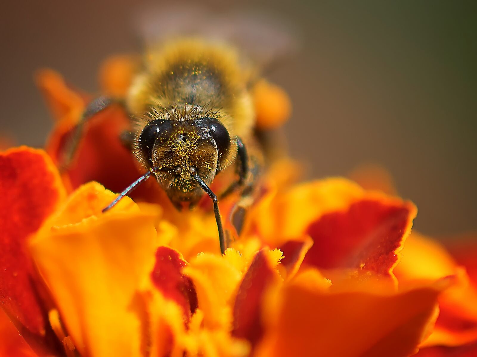 Nikon D3300 sample photo. Bee, macro, close-up photography photography