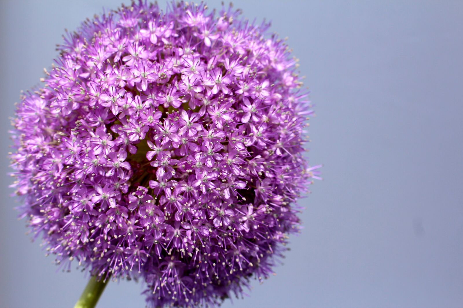 Canon EOS 600D (Rebel EOS T3i / EOS Kiss X5) + Canon EF 50mm F1.4 USM sample photo. Allium, purple, ball photography