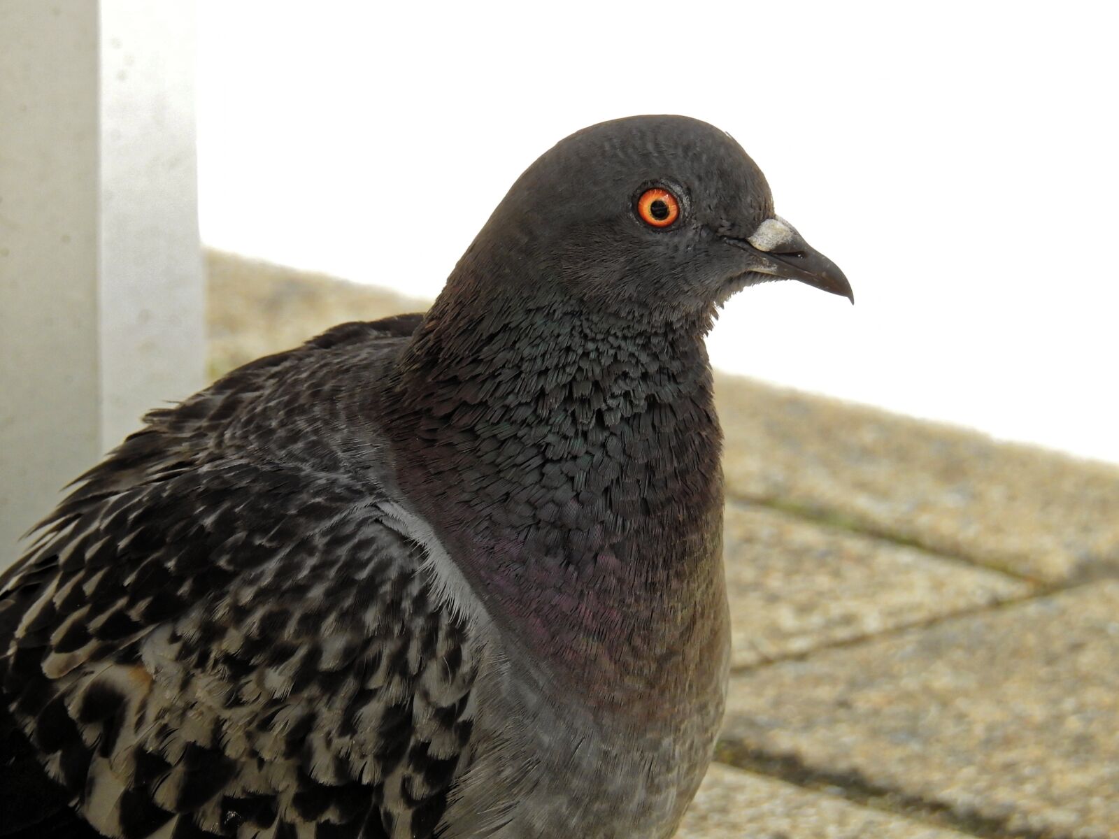 Nikon Coolpix P900 sample photo. Dove, bird, animal photography