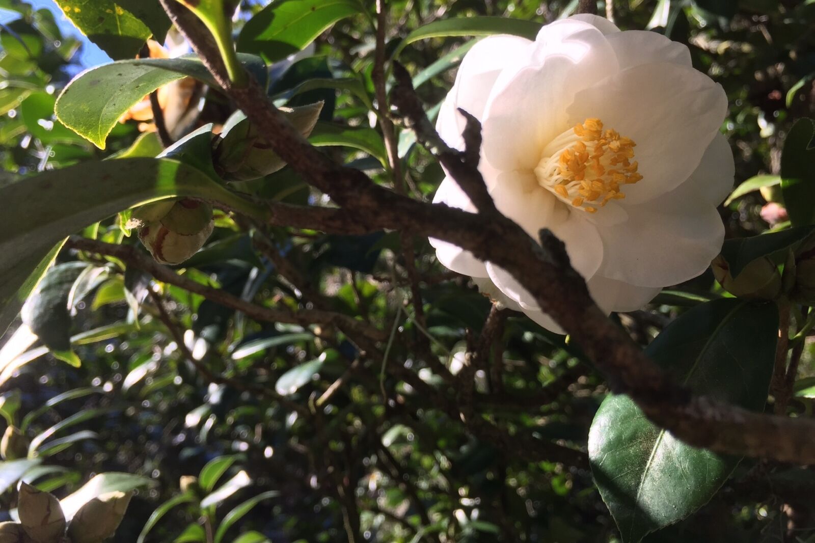 Apple iPhone 6 sample photo. Camellia, flower, white photography