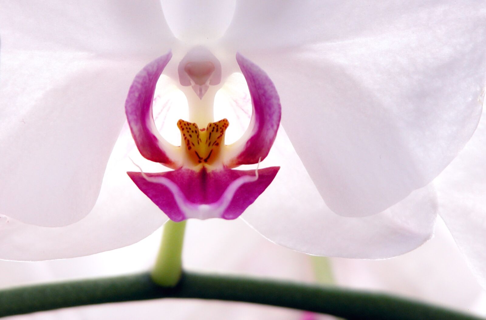 Nikon E5700 sample photo. Flower, orchid, blossom photography