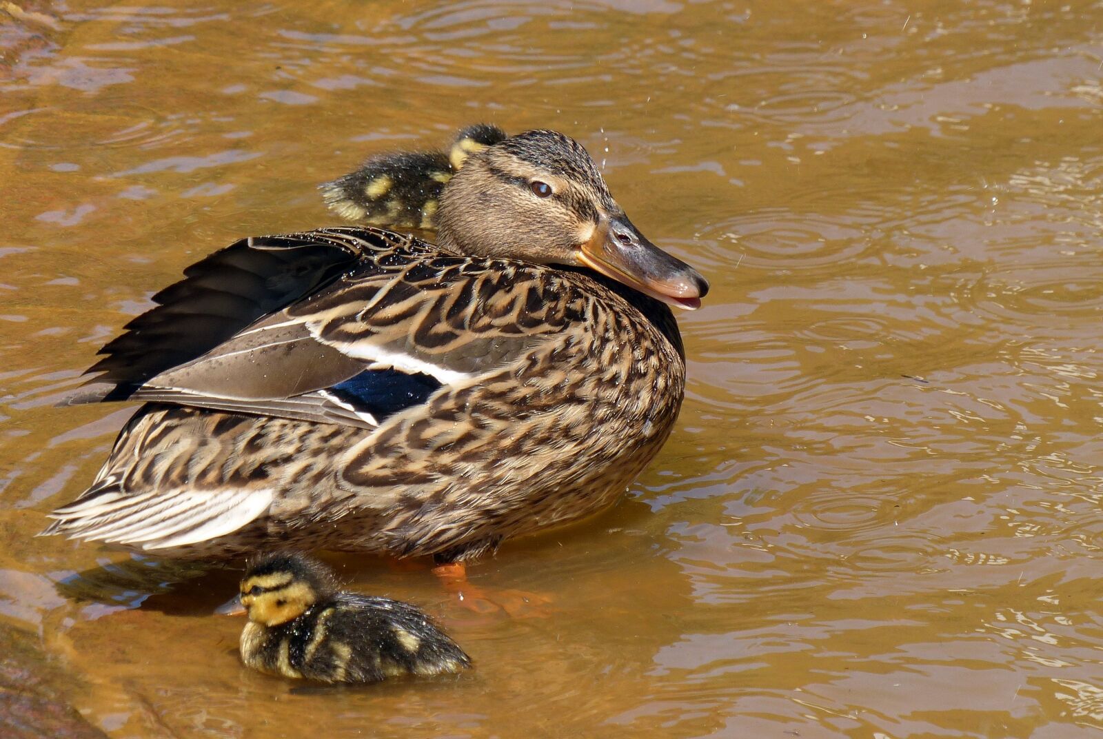 Panasonic Lumix DMC-FZ200 sample photo. Duck, chicken, water bird photography