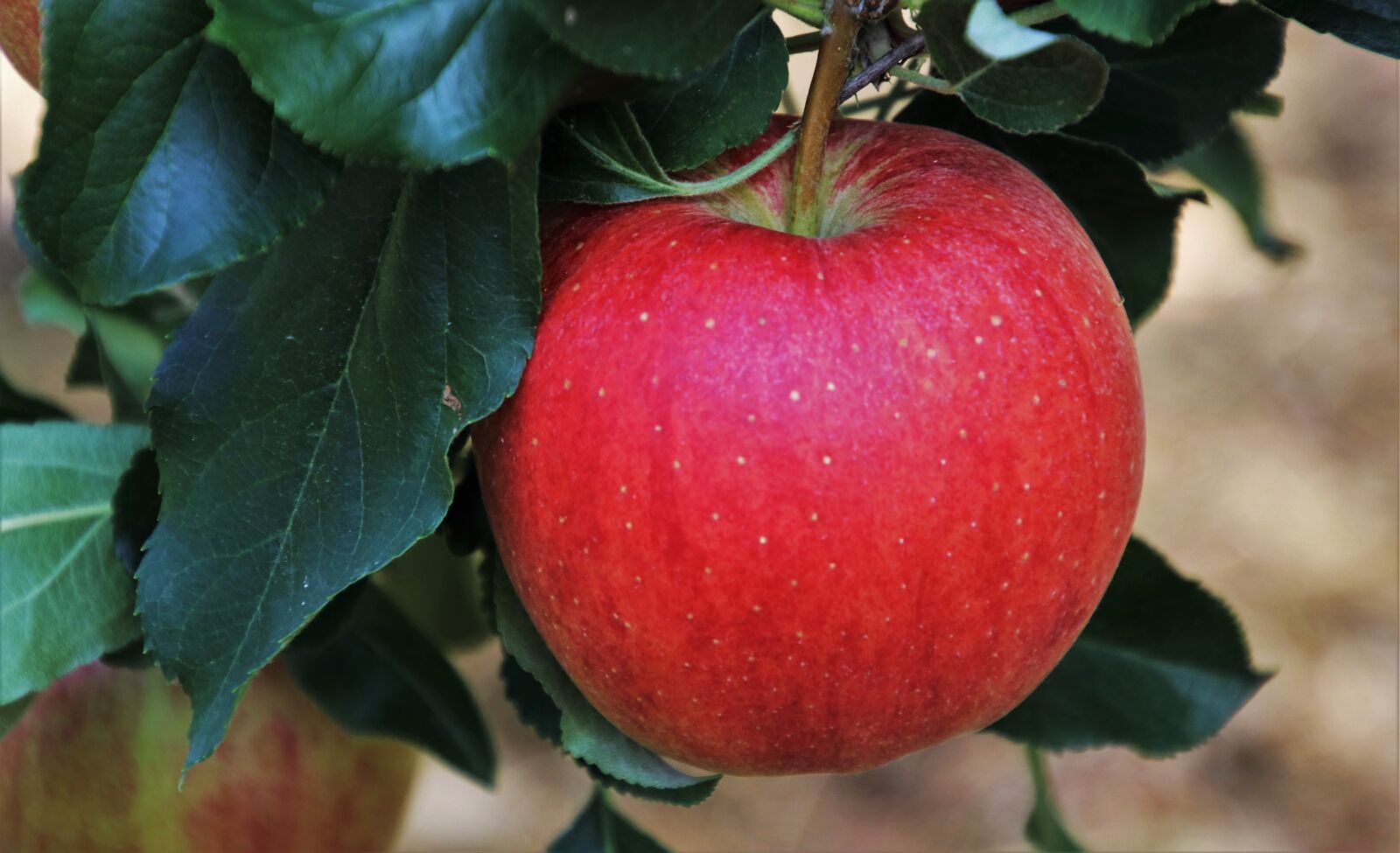Canon EOS 80D sample photo. Sad, branch, apple photography