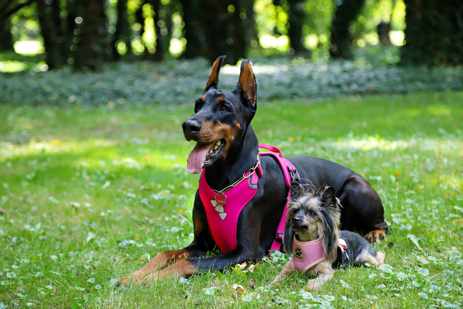 Canon EOS 6D Mark II sample photo. Yorkie, doberman, dogs photography