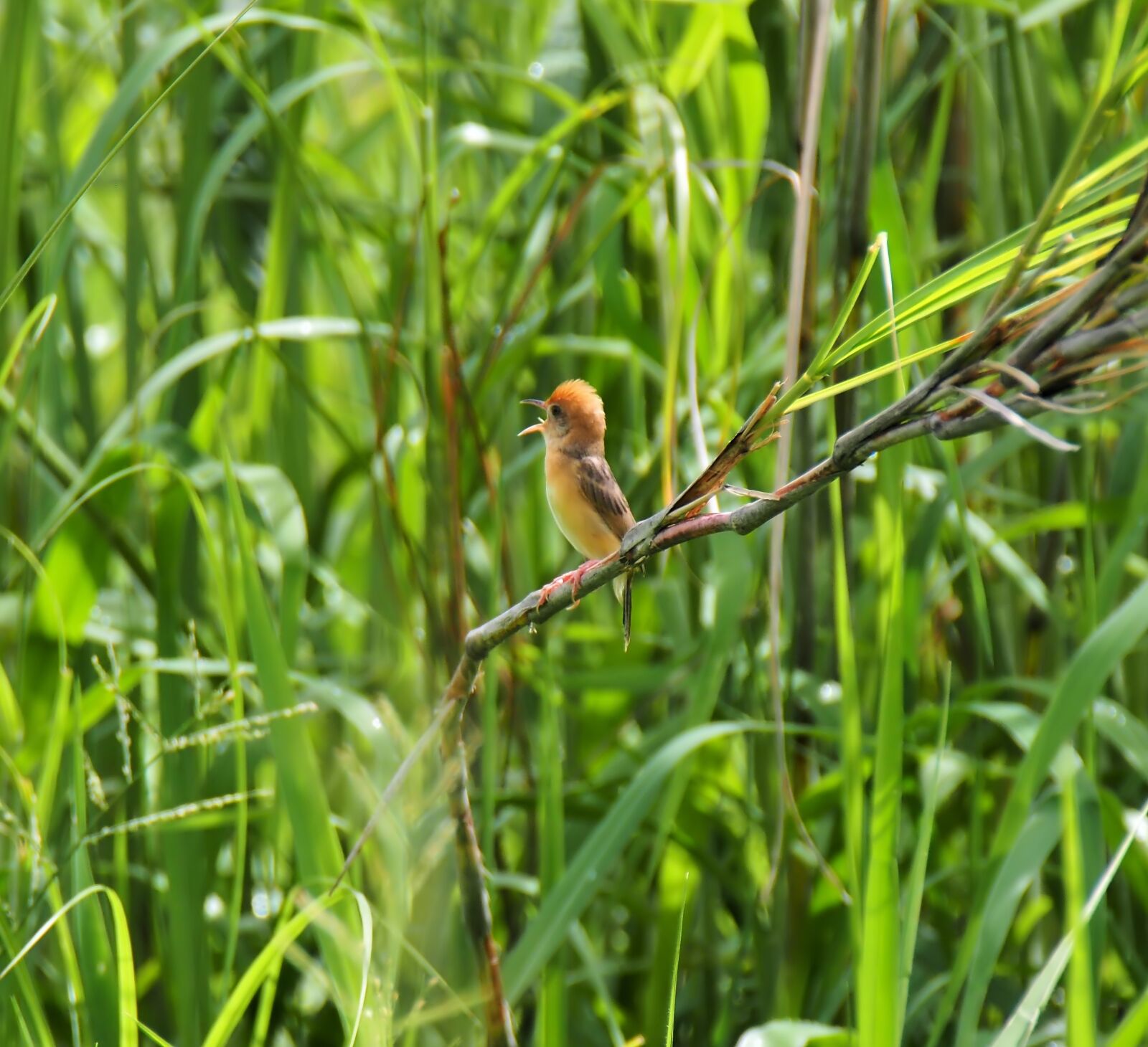 Olympus OM-D E-M1 sample photo. Bird, wild, wildlife photography