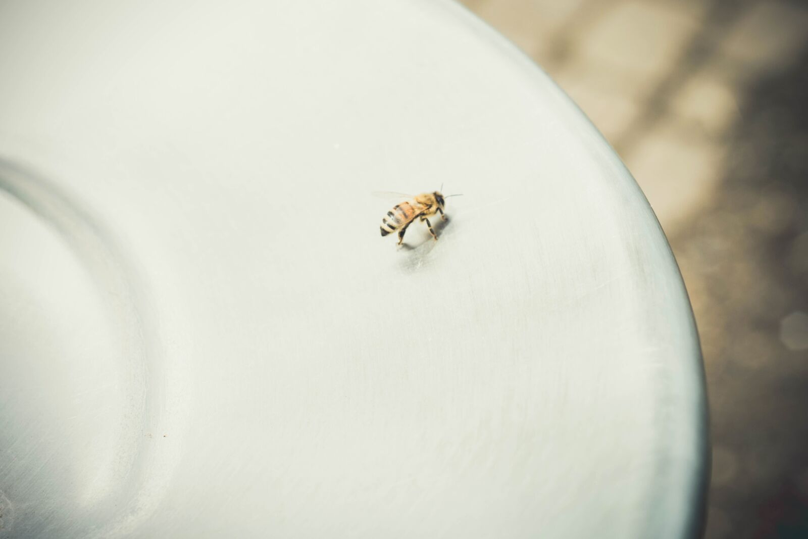 Nikon D5200 sample photo. Insect, plate, animal, bee photography