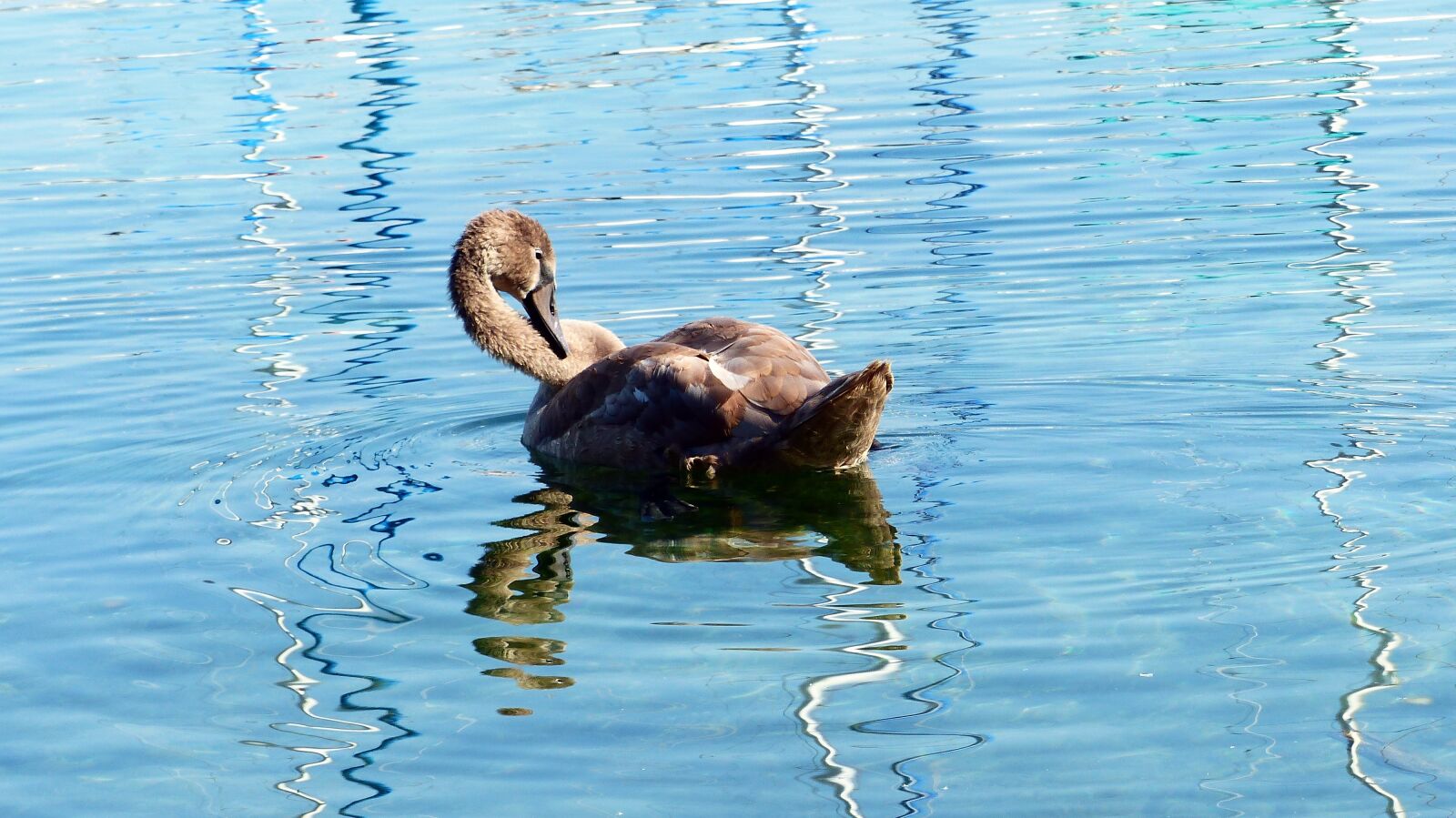 Panasonic Lumix DMC-FZ200 sample photo. Swan, lake color, animal photography