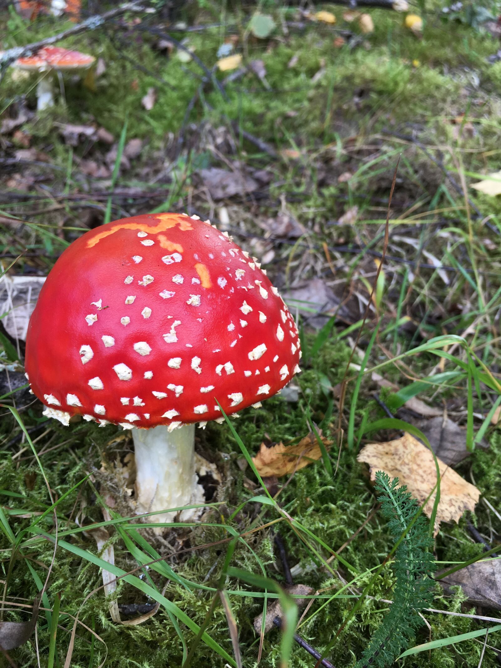Apple iPhone 6s Plus sample photo. Mushrooms, toadstools, the nature photography