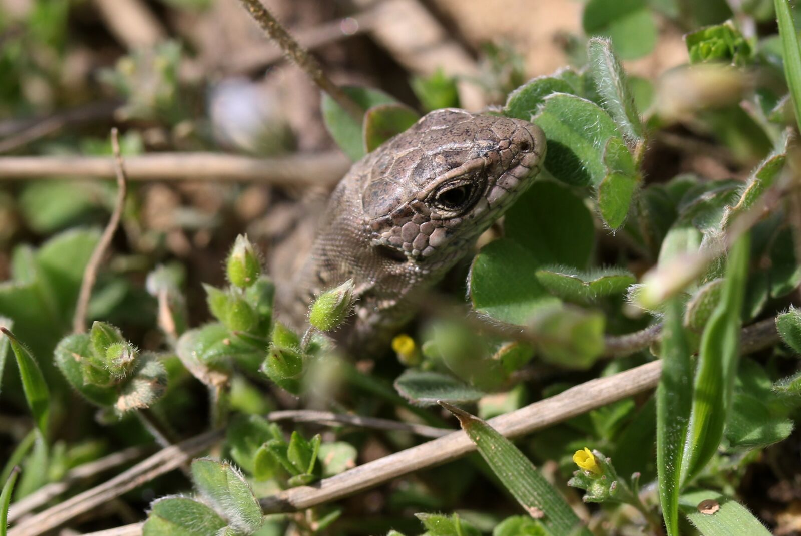 Canon EF-S 60mm F2.8 Macro USM sample photo. The lizard, reptile, hidden photography
