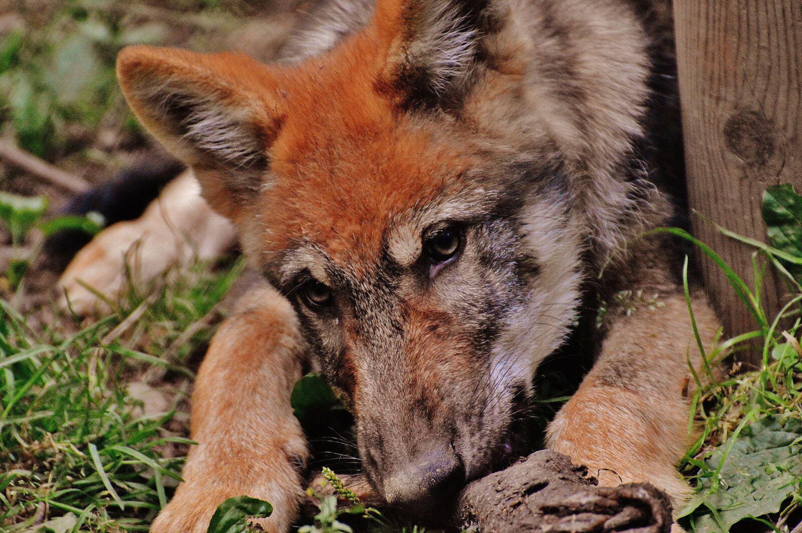 Nikon D3200 sample photo. Wolf, young animal, predator photography
