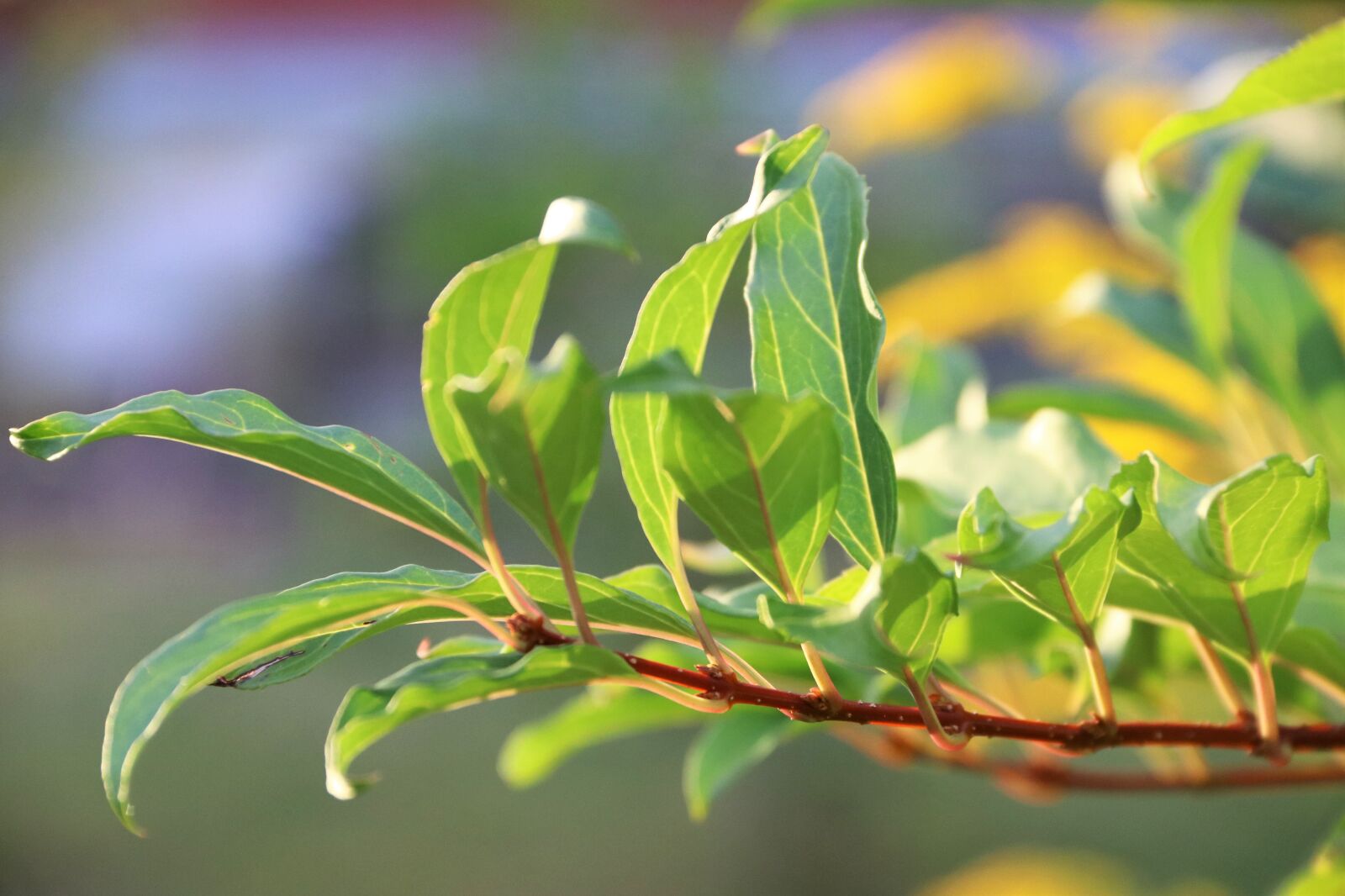 Canon EOS 80D + Canon EF-S 18-135mm F3.5-5.6 IS sample photo. Leaves, foliage, branch photography