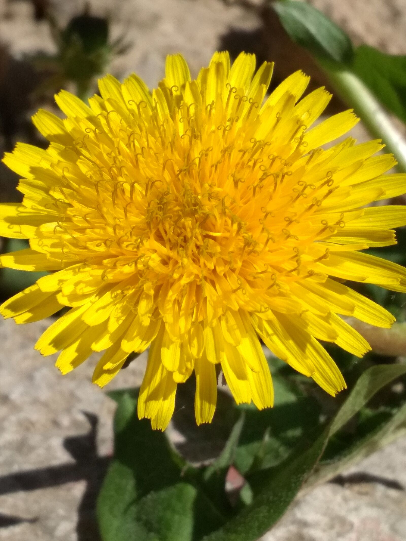 Xiaomi Redmi 4X sample photo. Dandelion, yellow photography